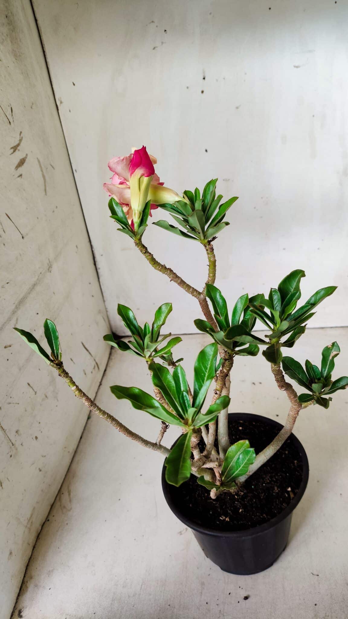 Planta Dobrada 2824 – 30cm – 02 anos