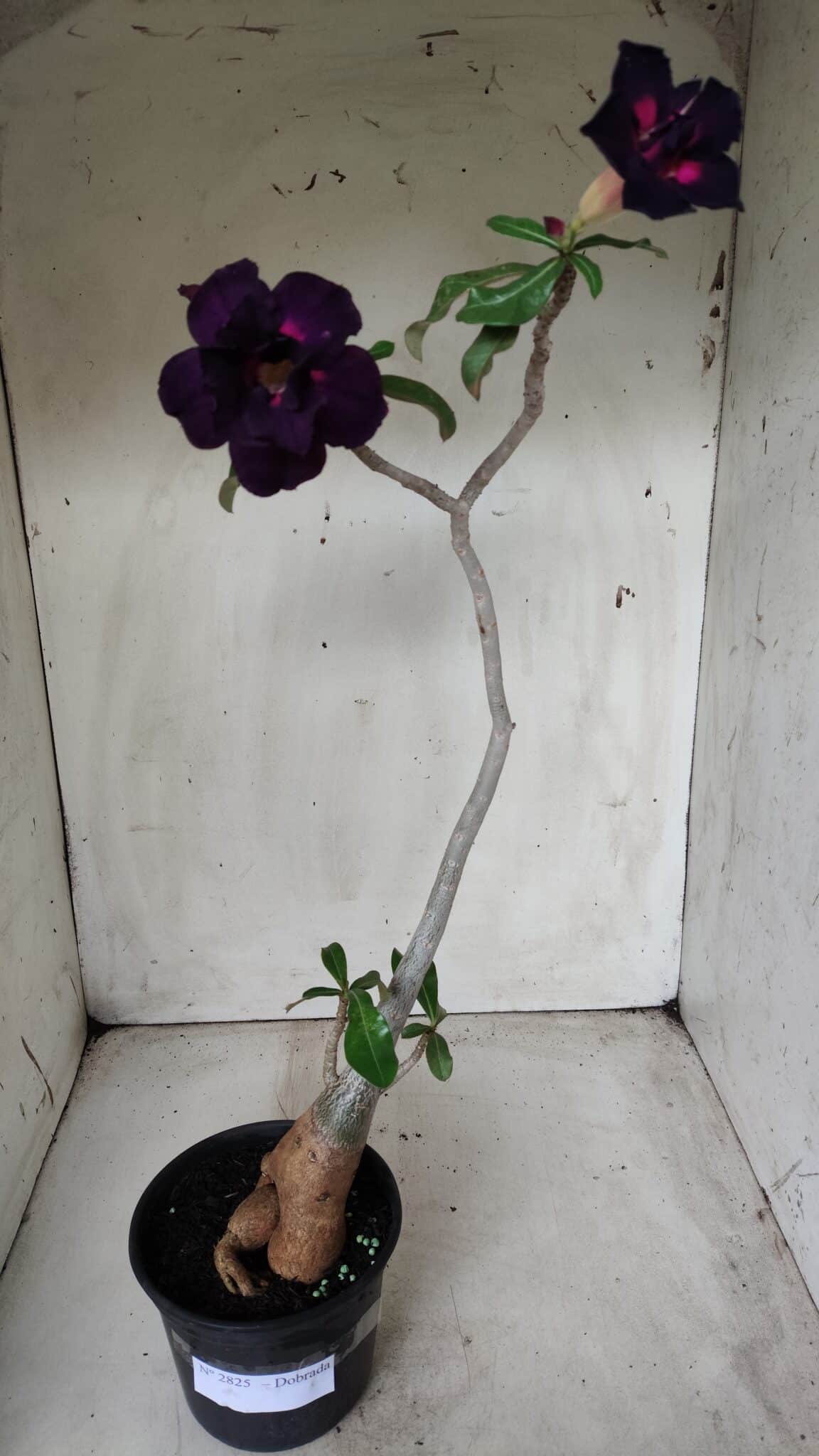 Planta Dobrada 2825 – 40cm – 03 anos