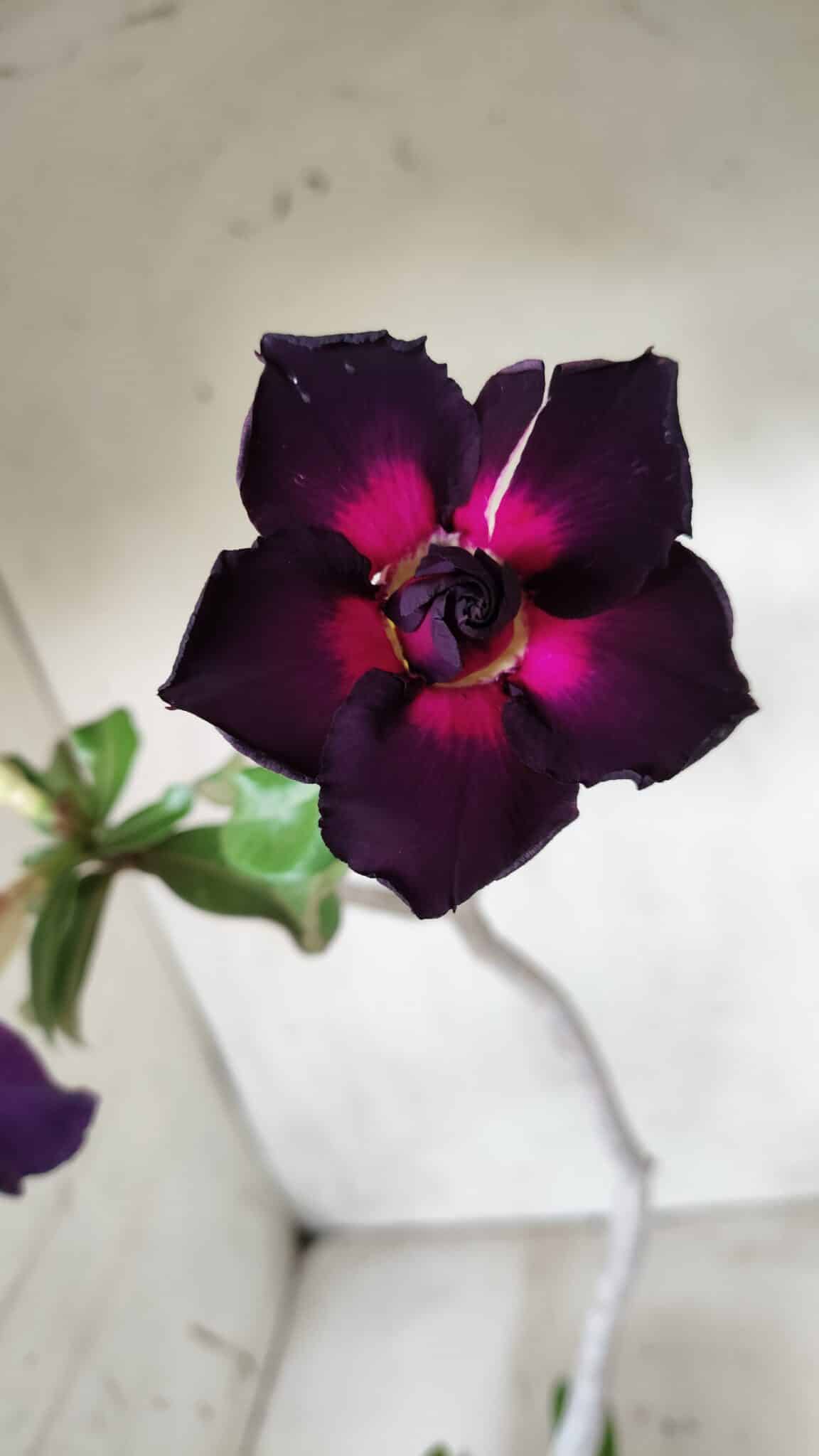 Planta Dobrada 2825 – 40cm – 03 anos