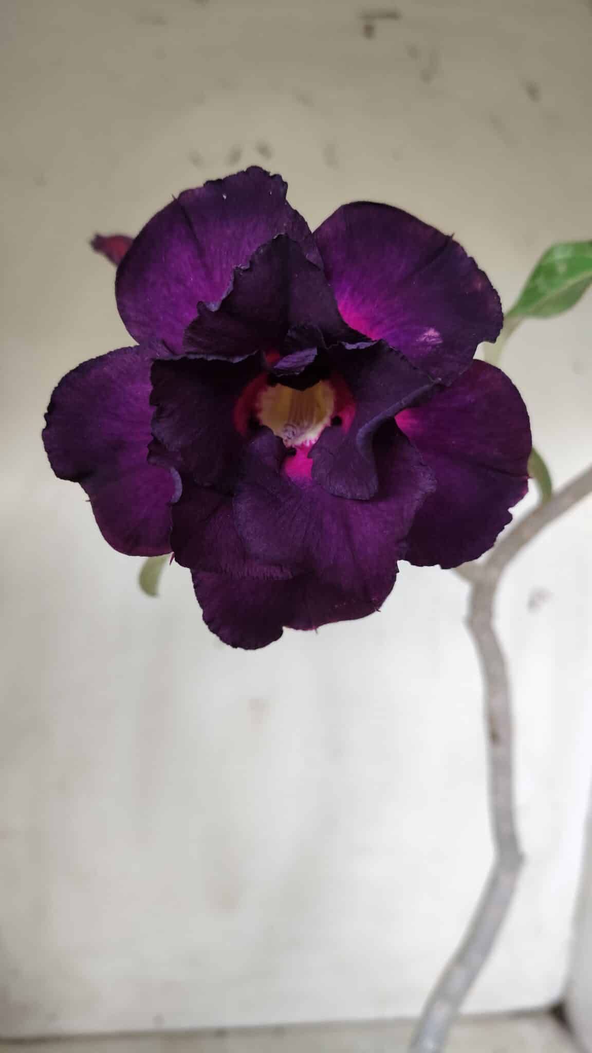Planta Dobrada 2825 – 40cm – 03 anos