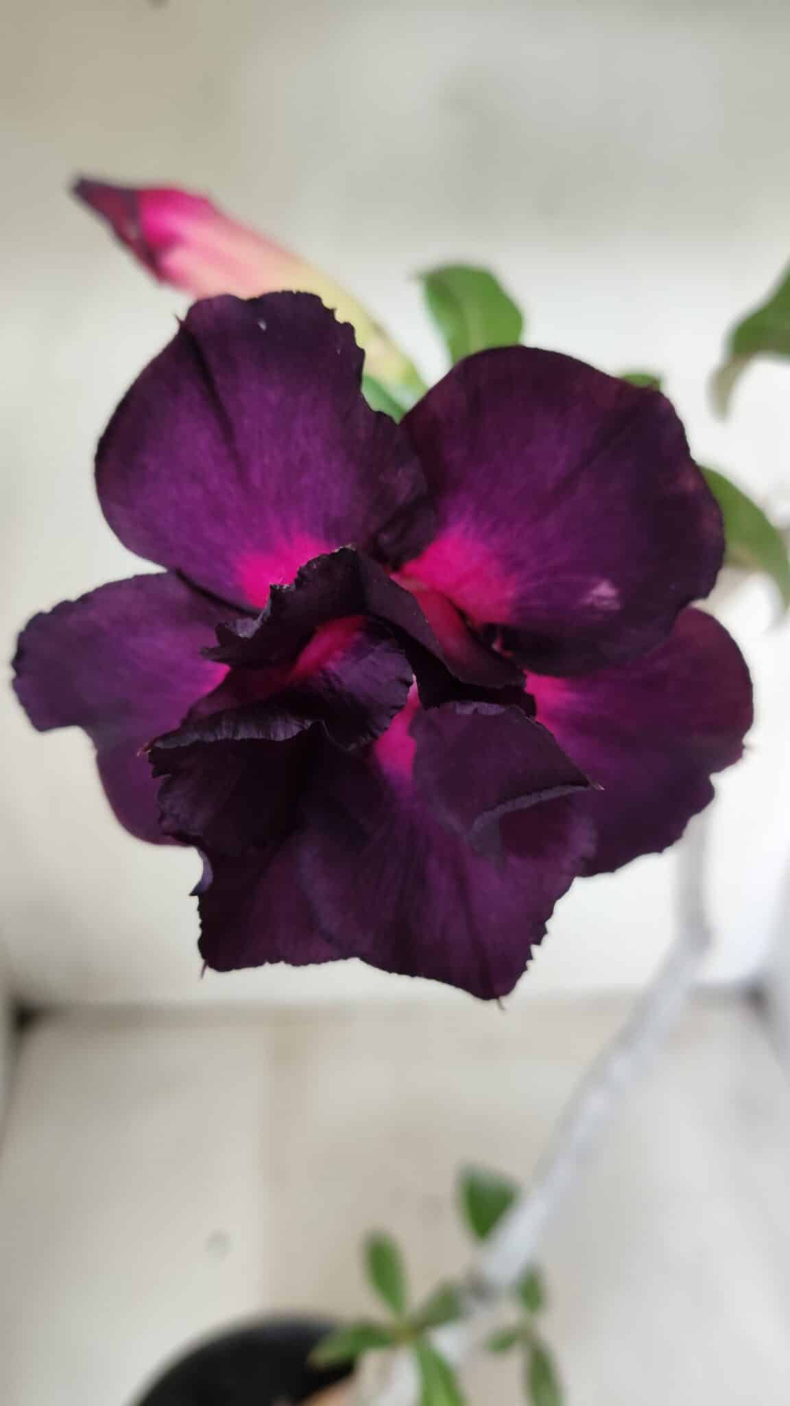 Planta Dobrada 2825 – 40cm – 03 anos