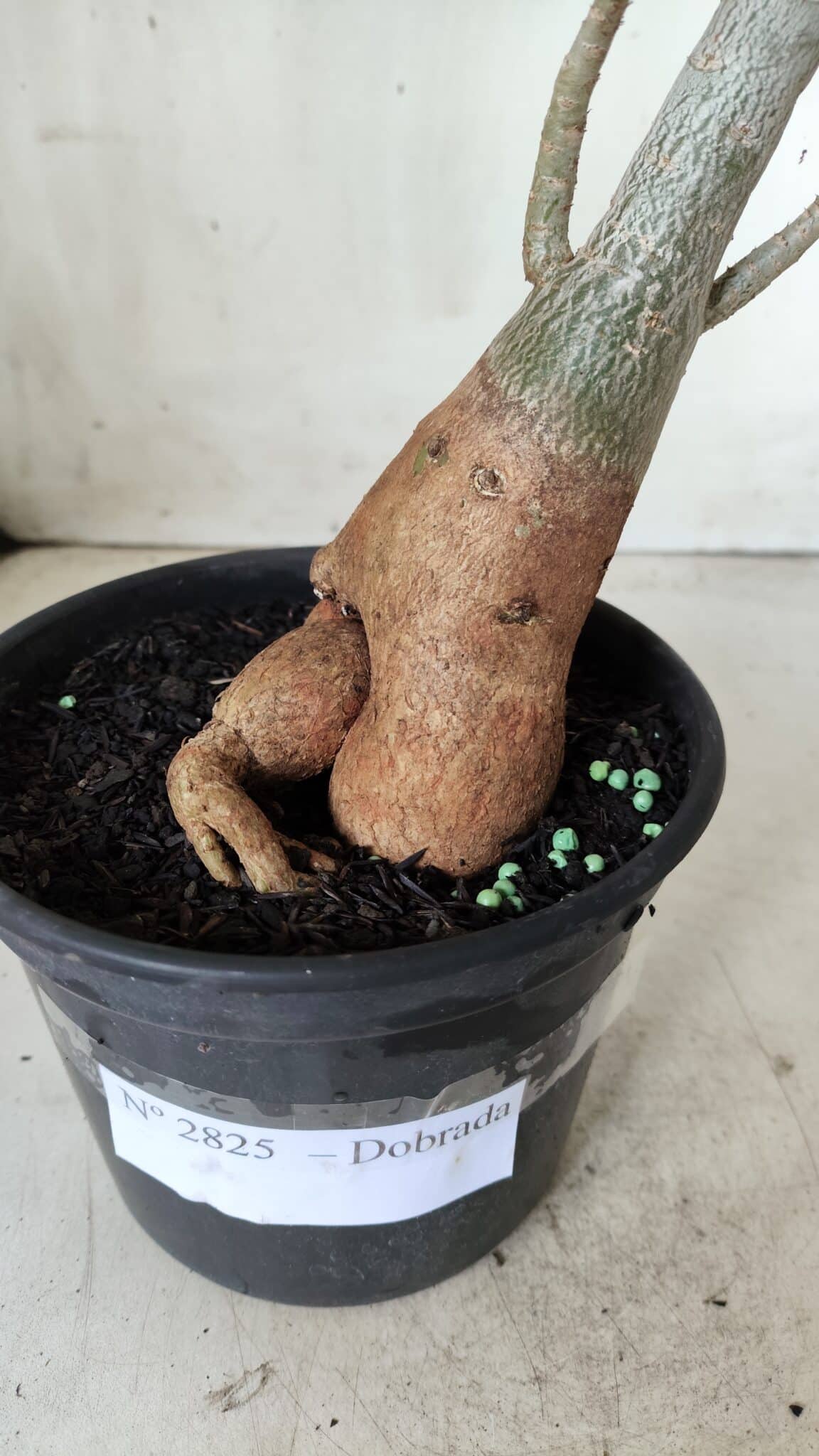Planta Dobrada 2825 – 40cm – 03 anos