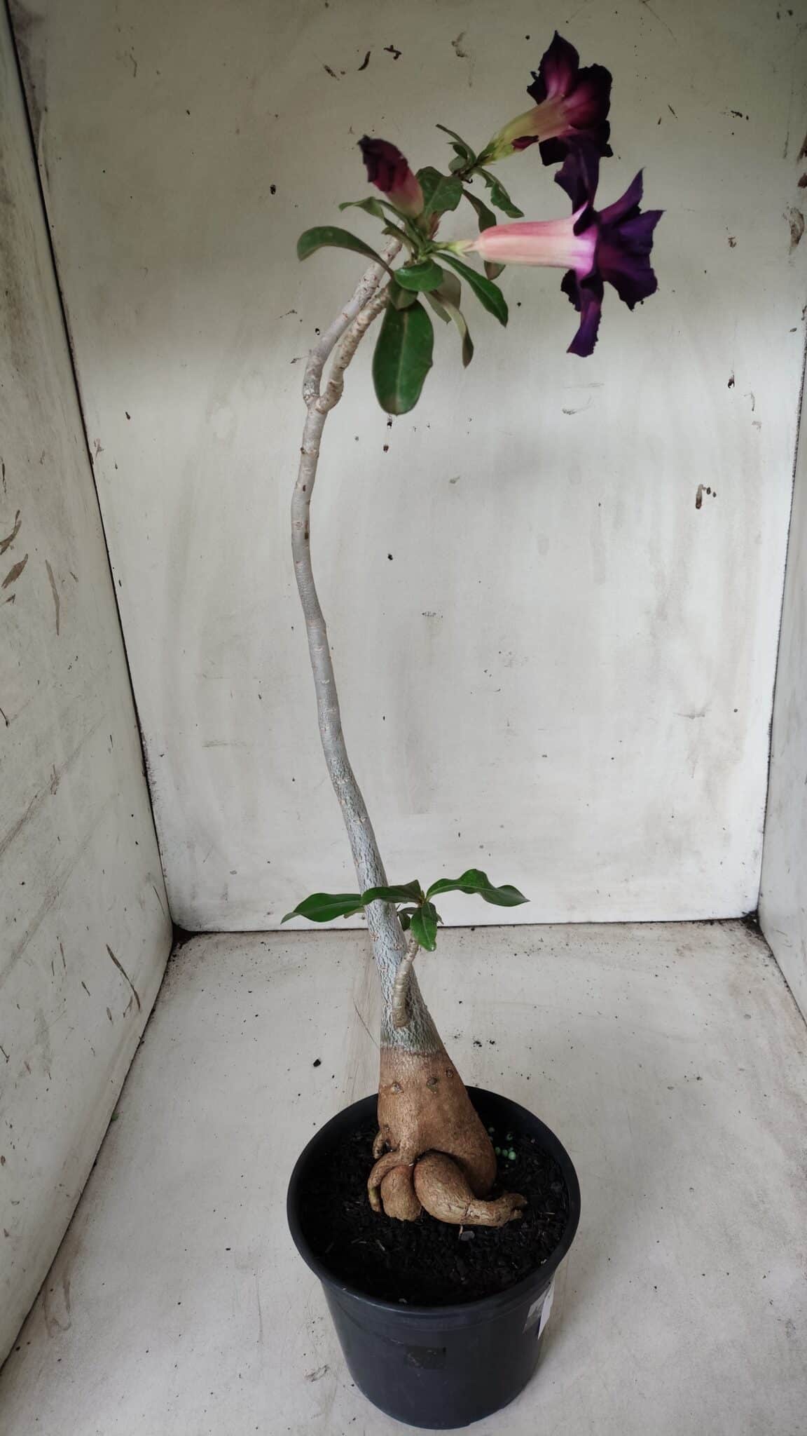 Planta Dobrada 2825 – 40cm – 03 anos