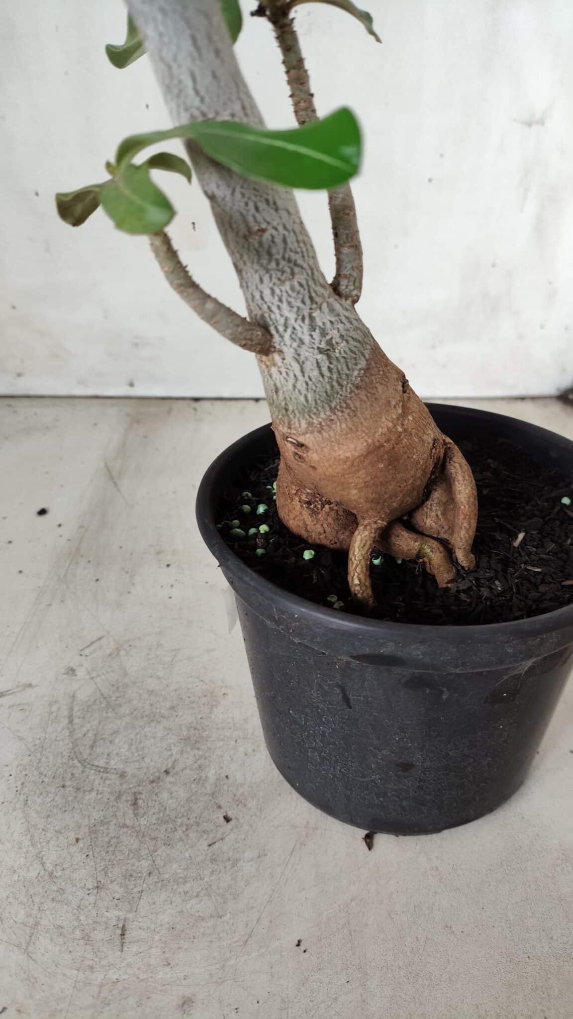 Planta Dobrada 2825 – 40cm – 03 anos