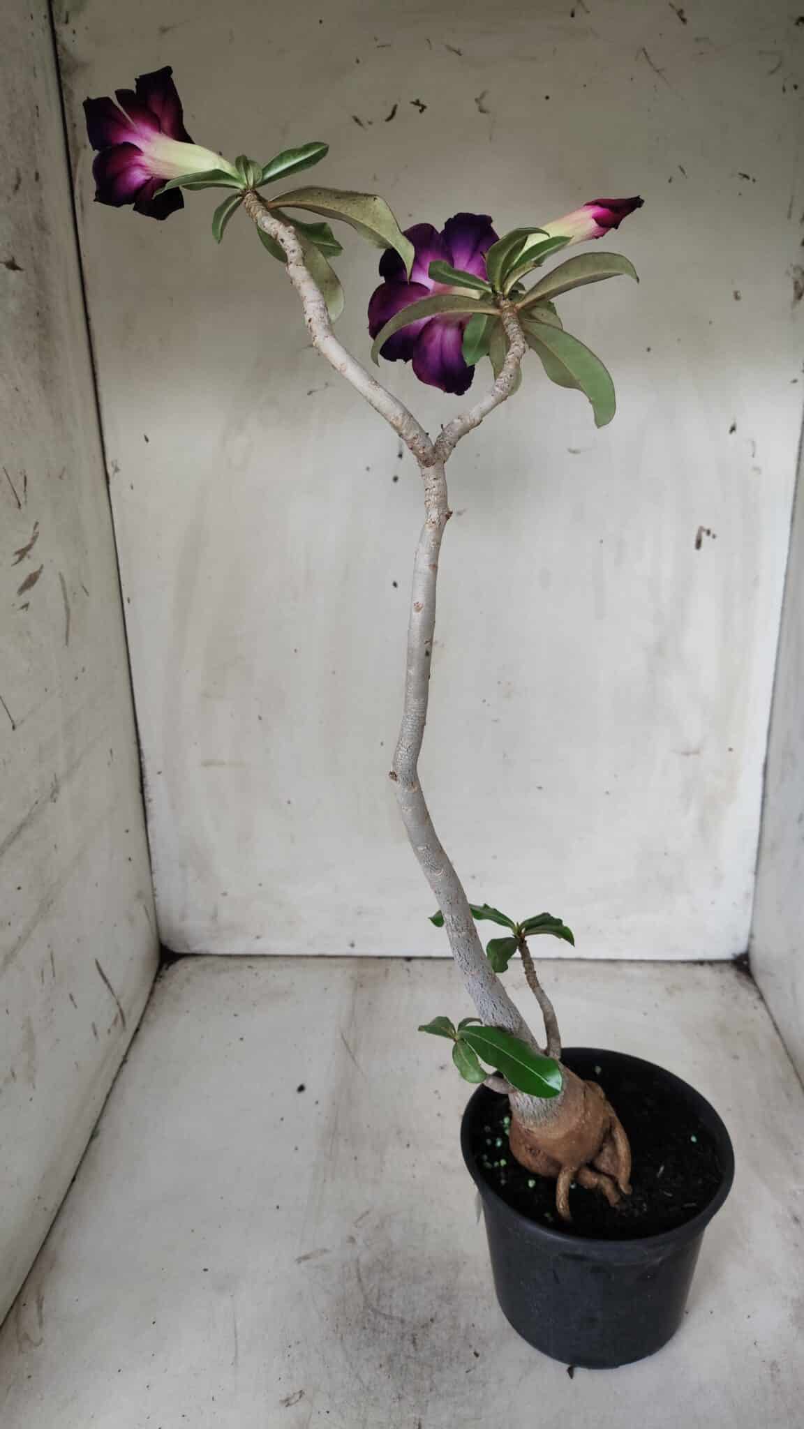 Planta Dobrada 2825 – 40cm – 03 anos