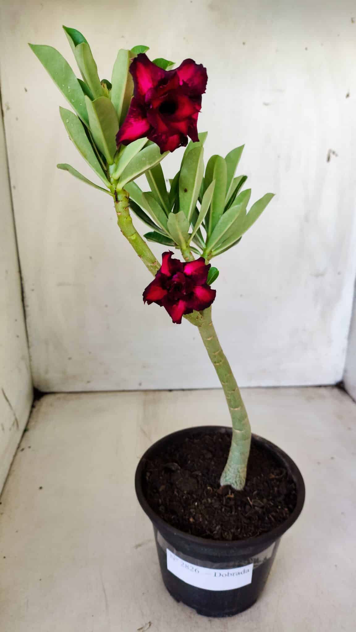 Planta Dobrada 2826 – 30cm – 02 anos
