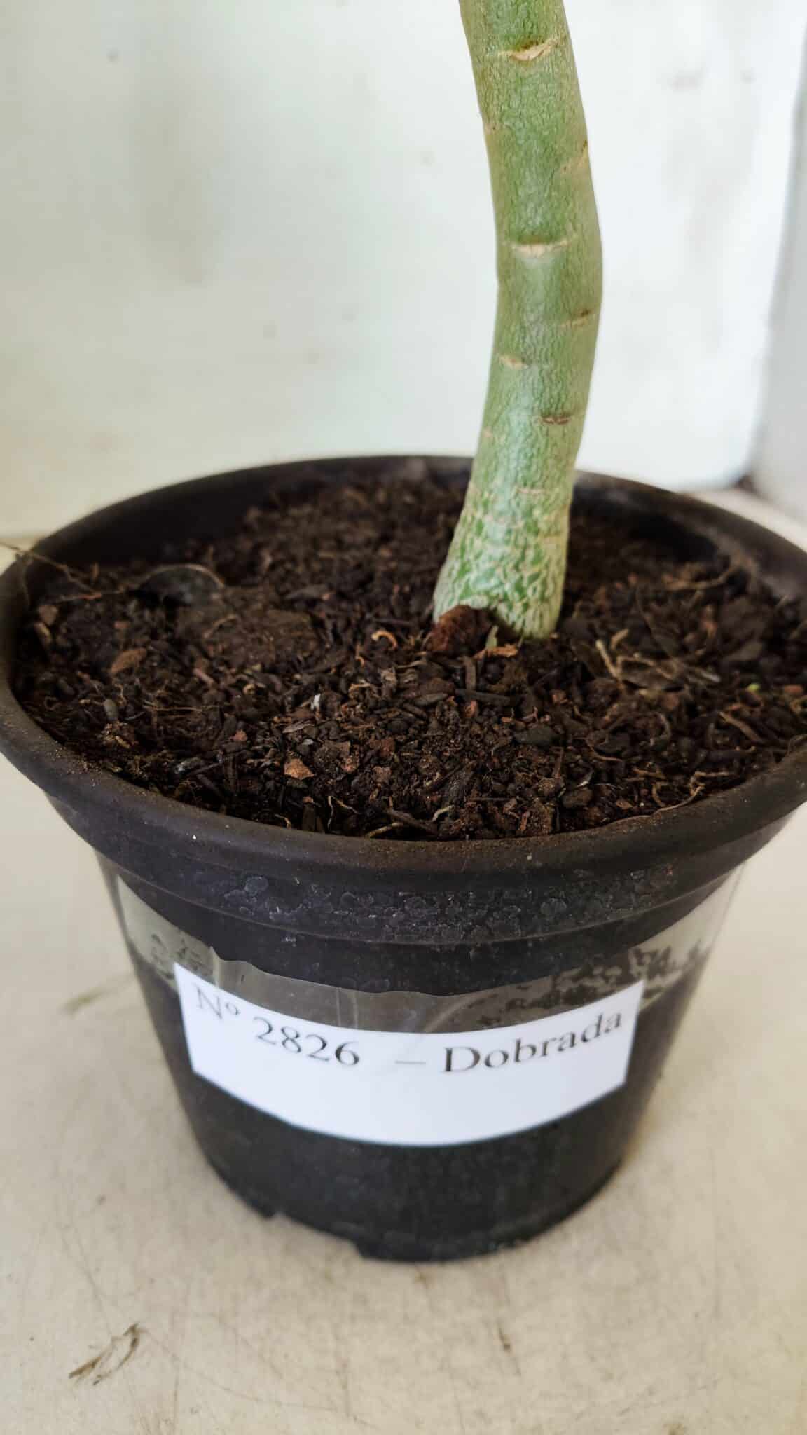 Planta Dobrada 2826 – 30cm – 02 anos
