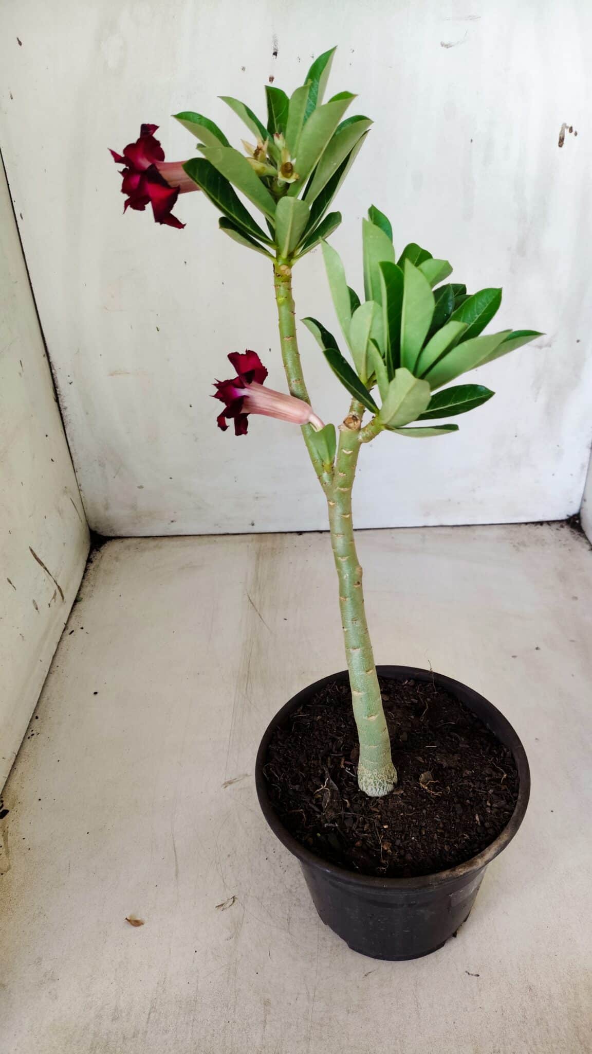 Planta Dobrada 2826 – 30cm – 02 anos