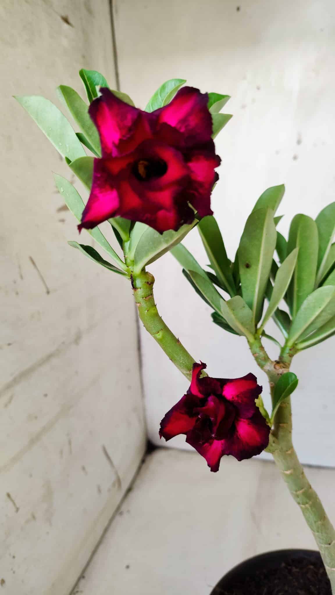 Planta Dobrada 2826 – 30cm – 02 anos