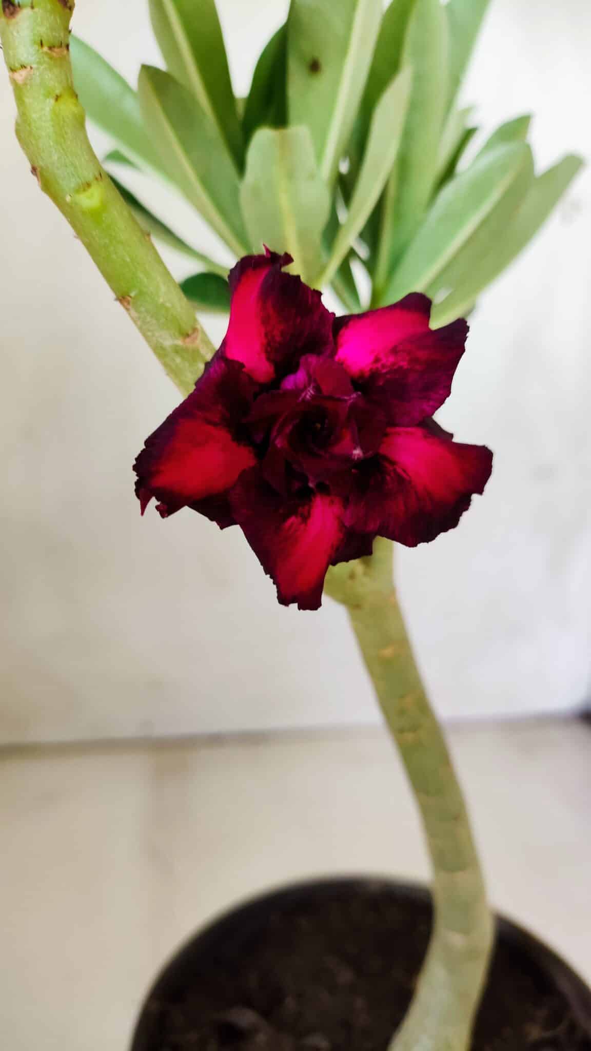 Planta Dobrada 2826 – 30cm – 02 anos