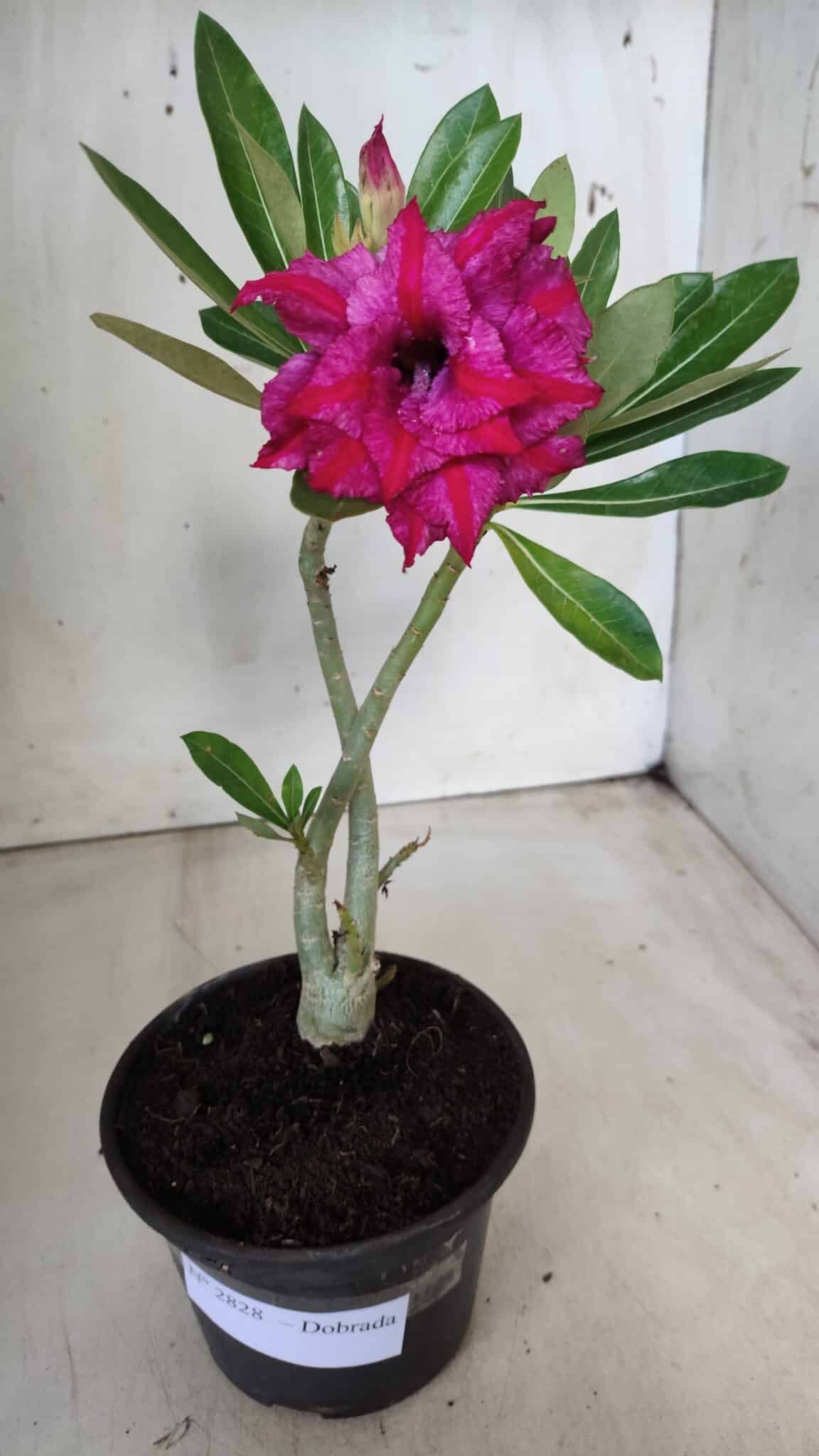 Planta Dobrada 2828 – 25cm – 02 anos