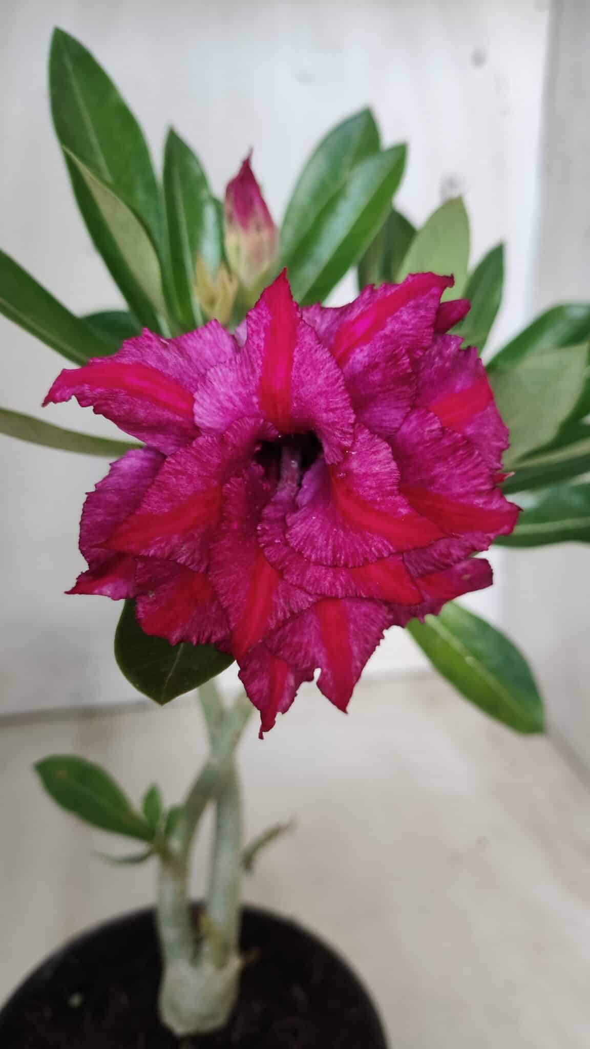 Planta Dobrada 2828 – 25cm – 02 anos