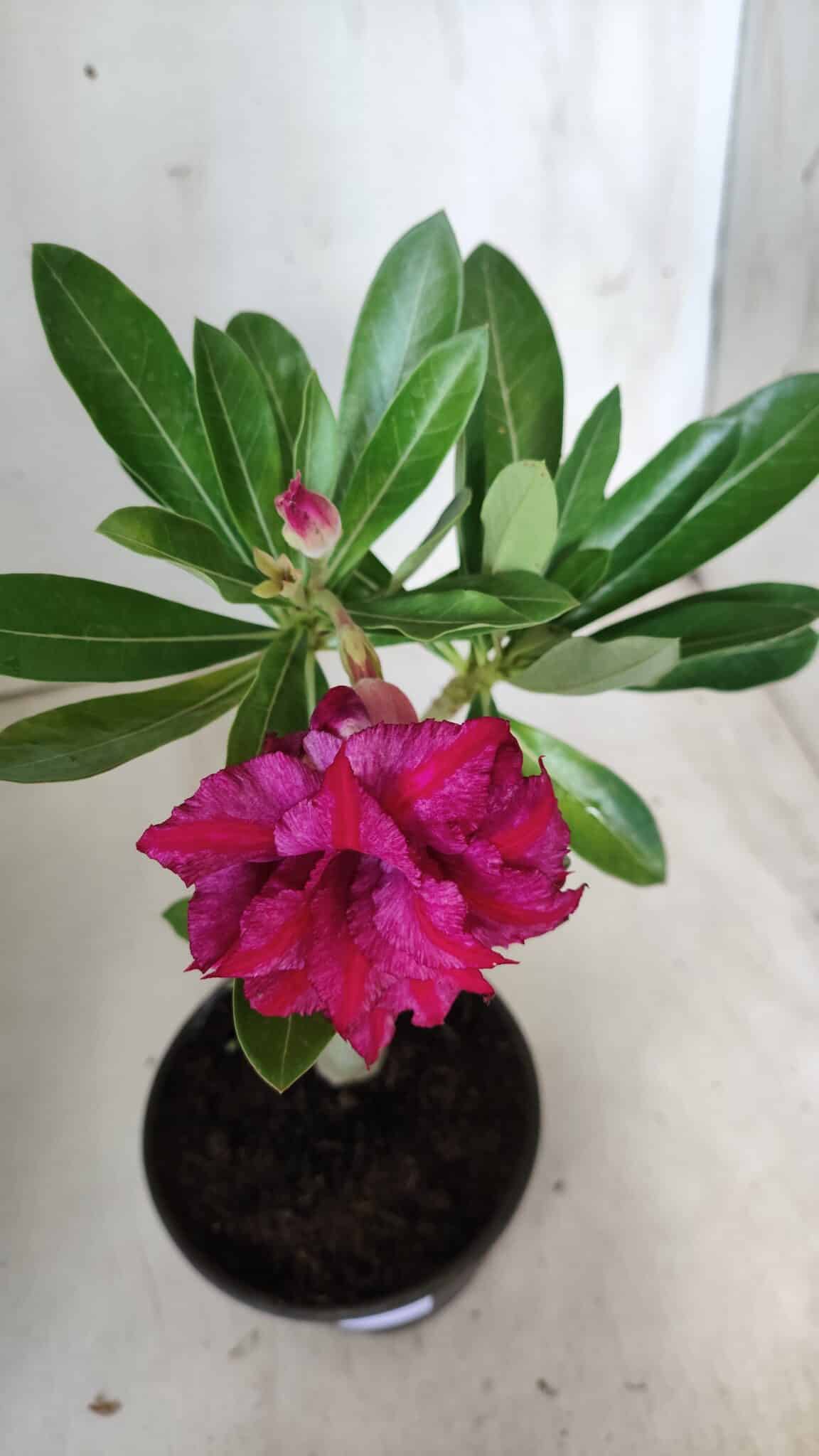 Planta Dobrada 2828 – 25cm – 02 anos