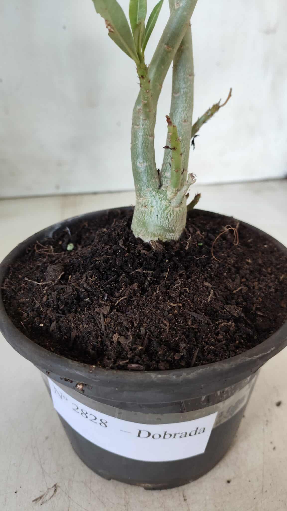 Planta Dobrada 2828 – 25cm – 02 anos