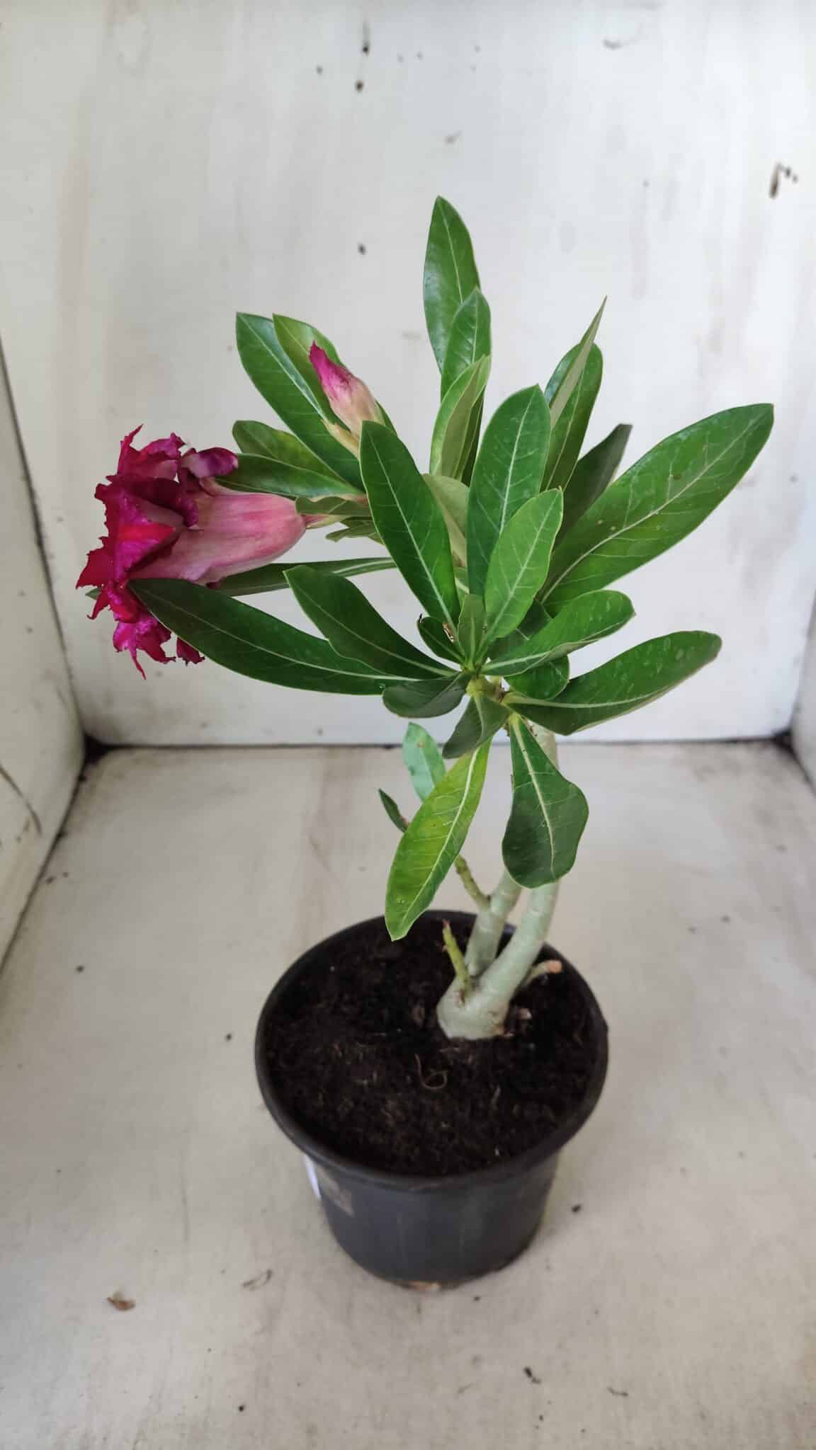 Planta Dobrada 2828 – 25cm – 02 anos