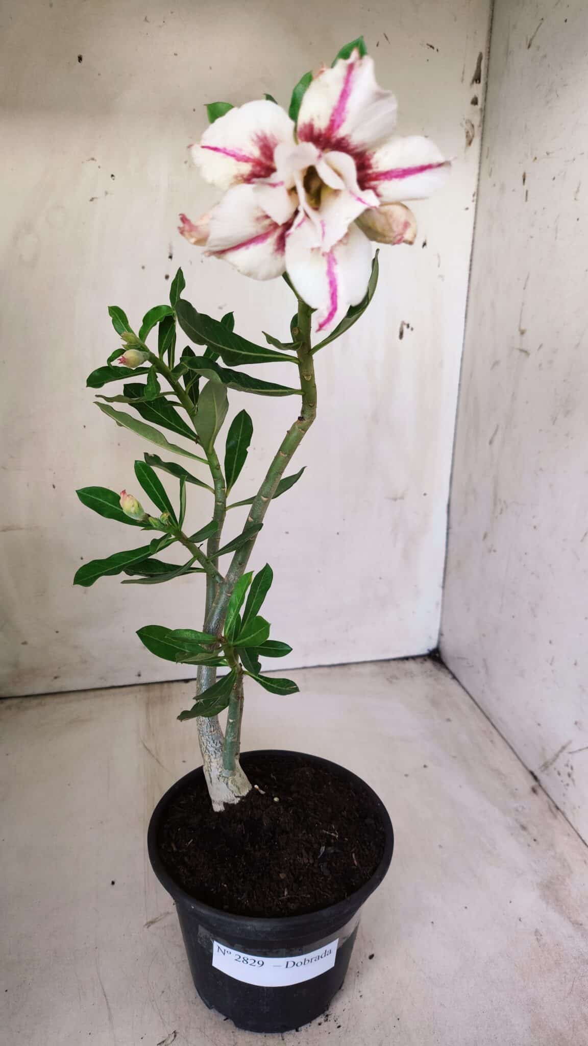 Planta Dobrada 2829 – 30cm – 02 anos
