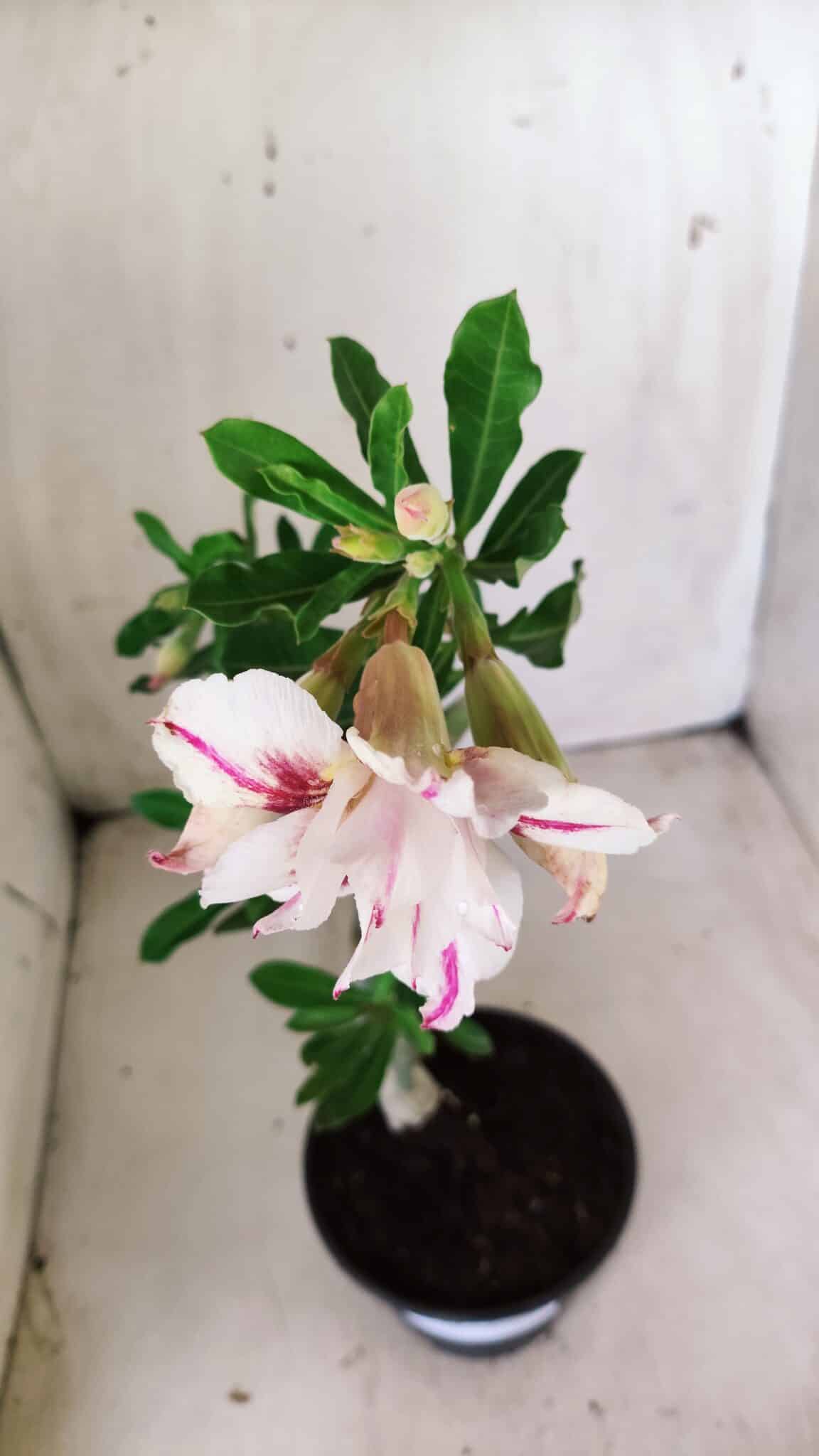 Planta Dobrada 2829 – 30cm – 02 anos