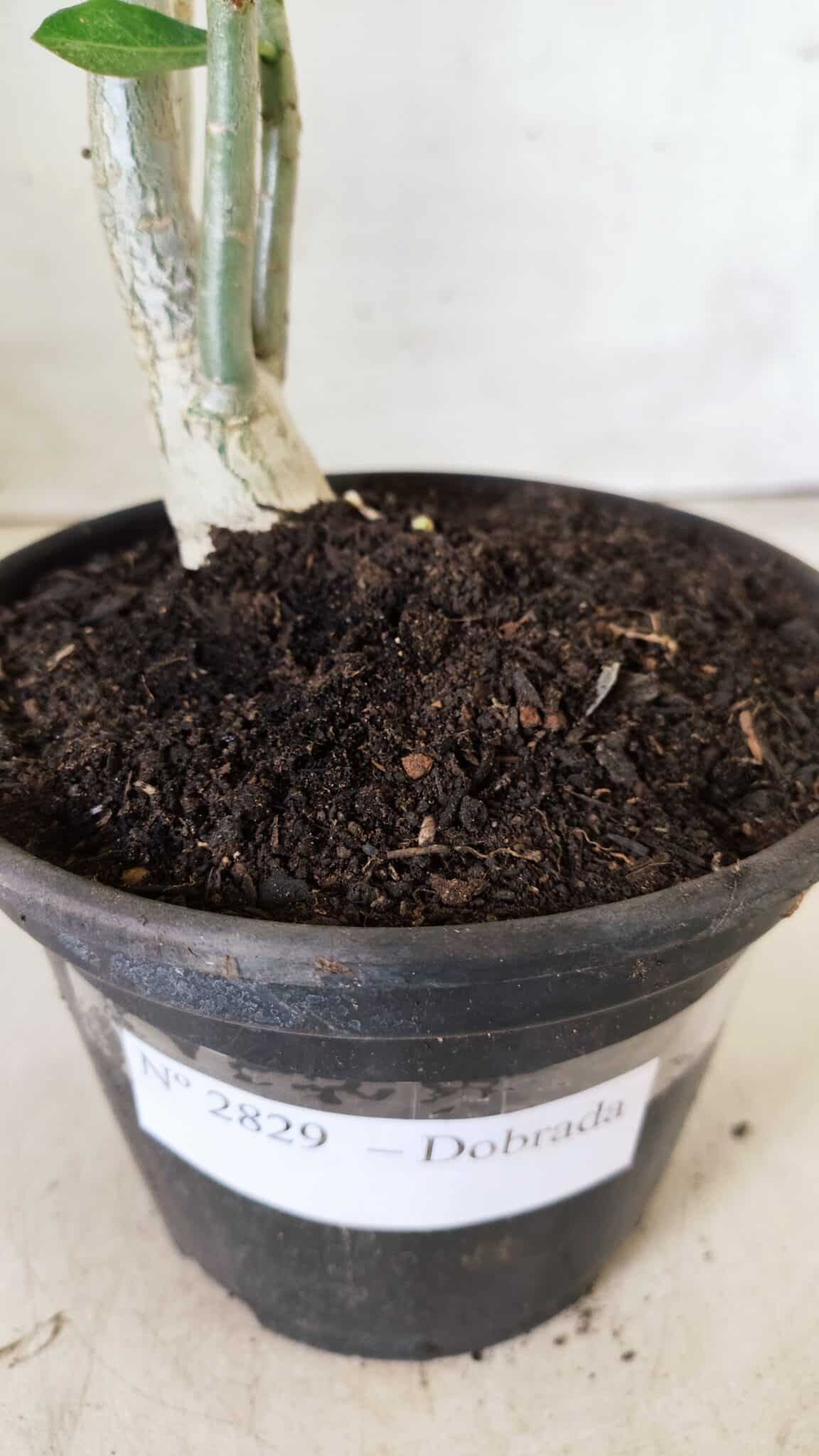 Planta Dobrada 2829 – 30cm – 02 anos