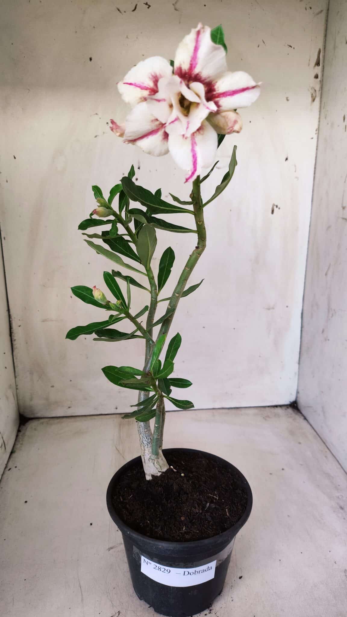 Planta Dobrada 2829 – 30cm – 02 anos