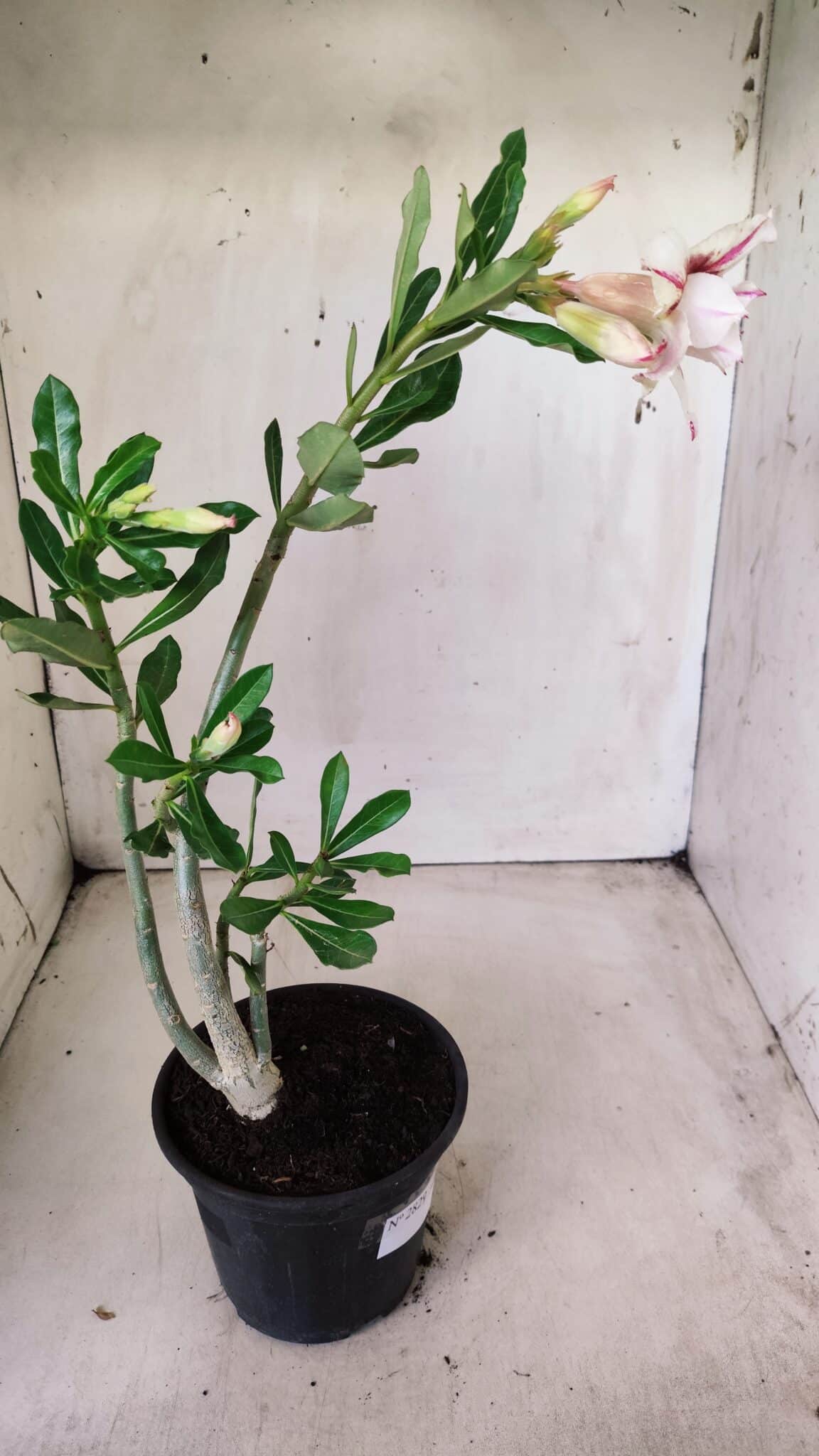 Planta Dobrada 2829 – 30cm – 02 anos