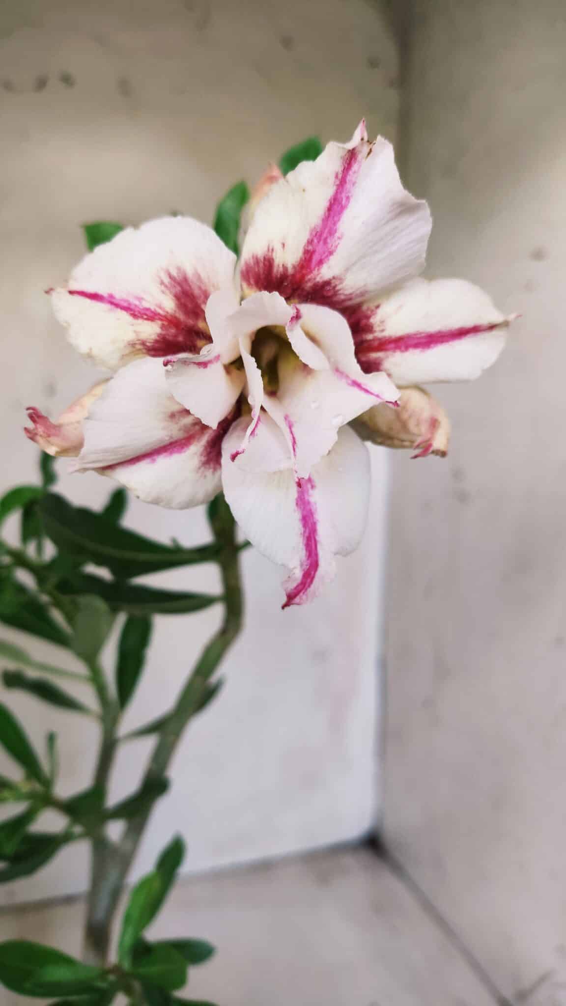 Planta Dobrada 2829 – 30cm – 02 anos