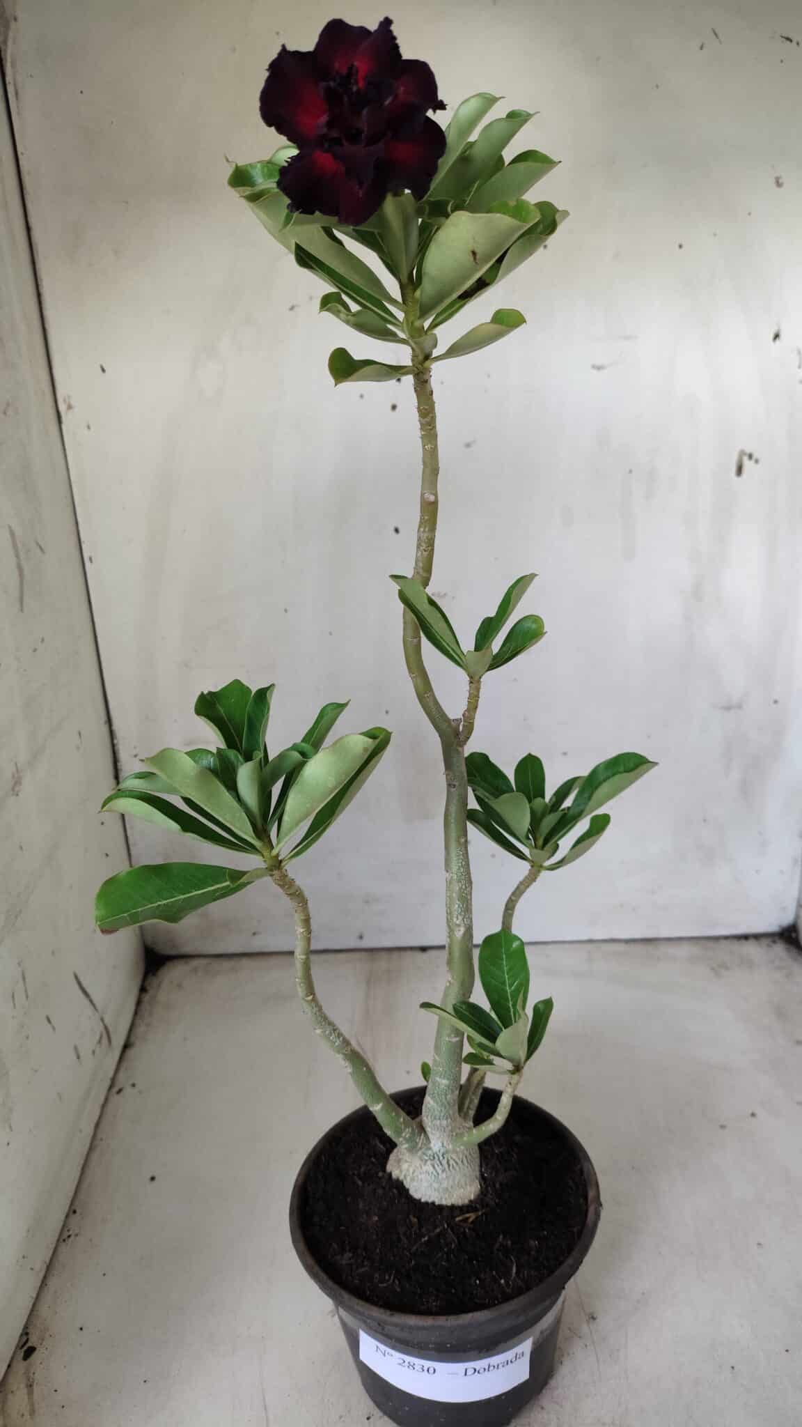 Planta Dobrada 2830 – 30cm – 02 anos