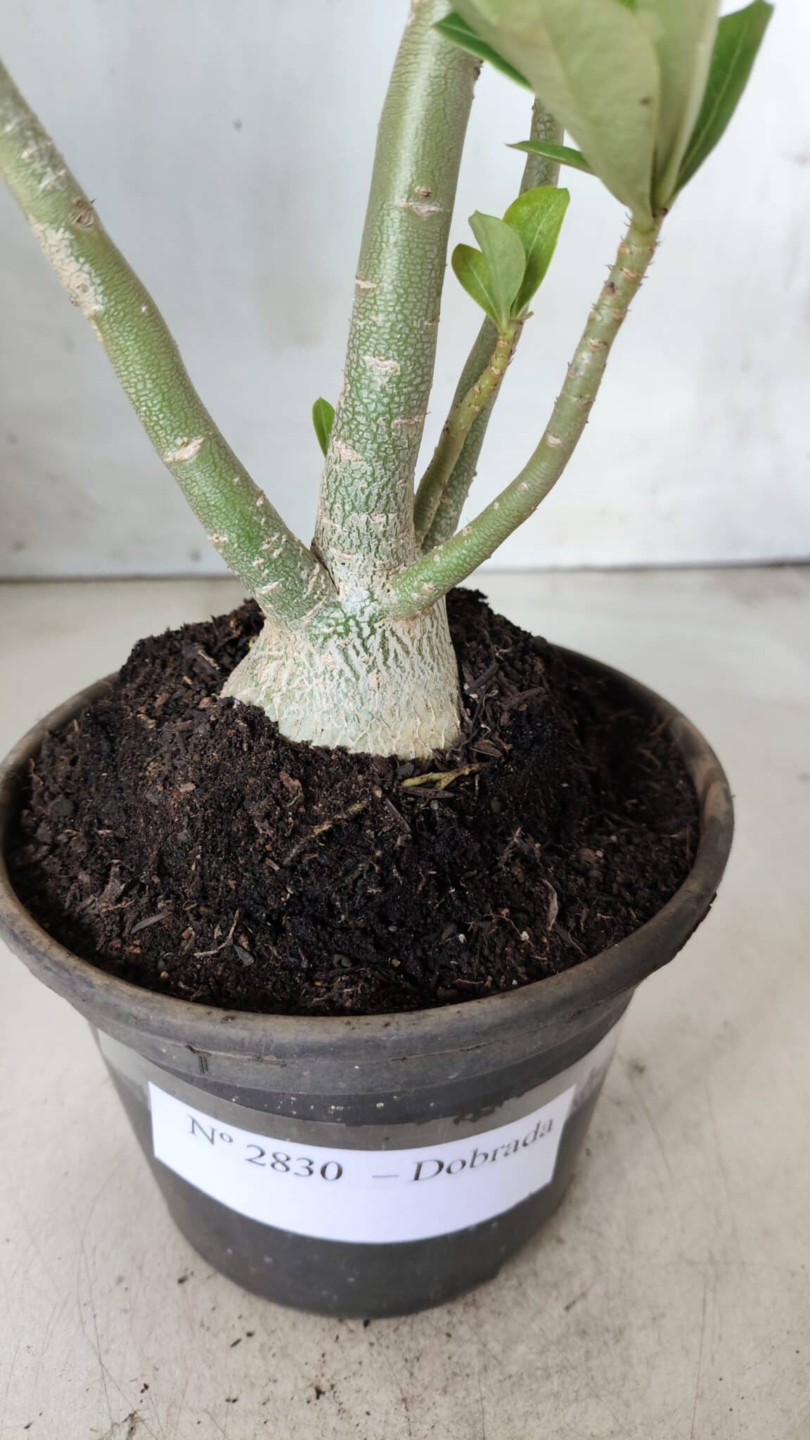 Planta Dobrada 2830 – 30cm – 02 anos