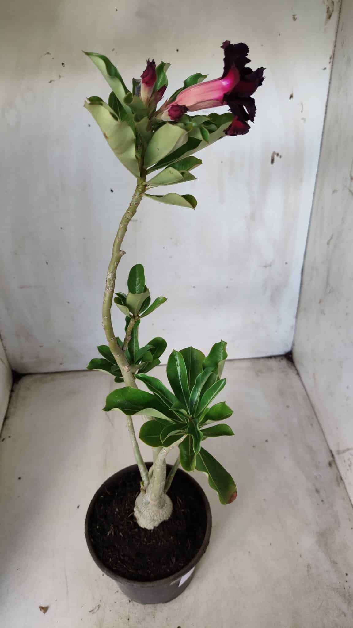 Planta Dobrada 2830 – 30cm – 02 anos