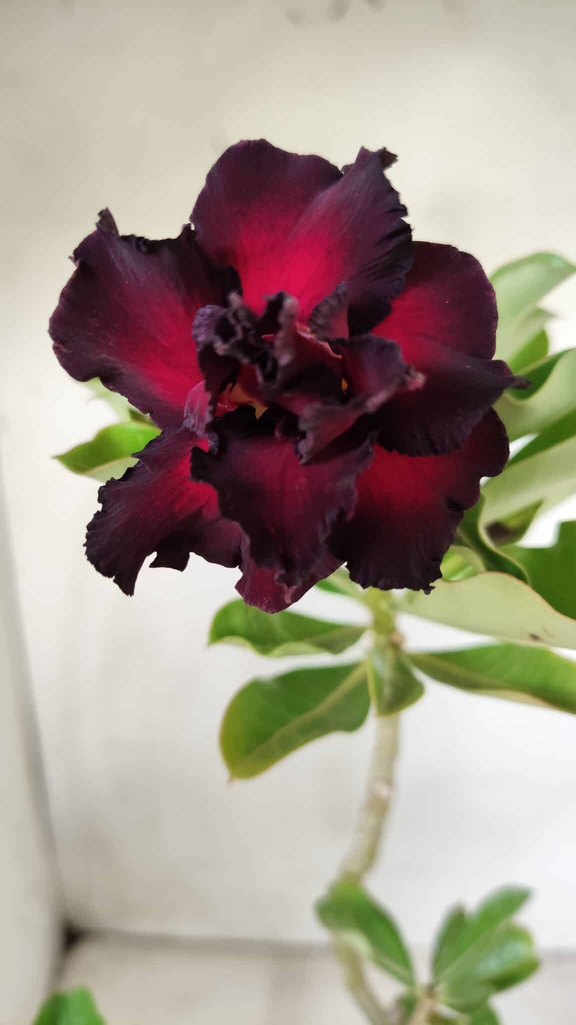 Planta Dobrada 2830 – 30cm – 02 anos