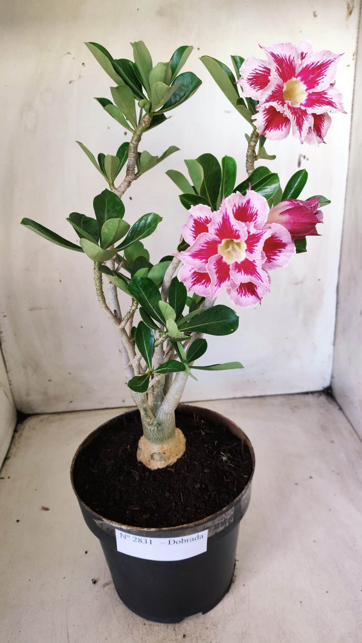 Planta Dobrada 2831 – 40cm – 03 anos