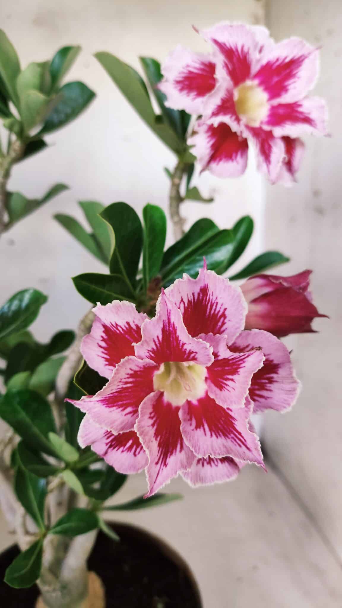 Planta Dobrada 2831 – 40cm – 03 anos