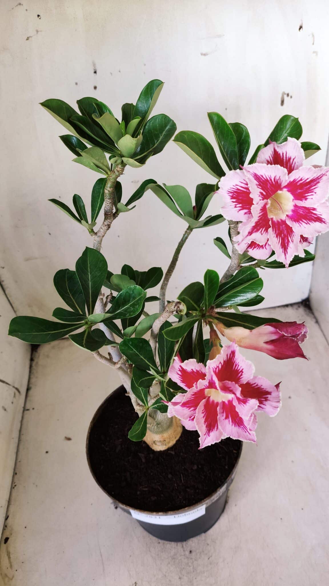 Planta Dobrada 2831 – 40cm – 03 anos
