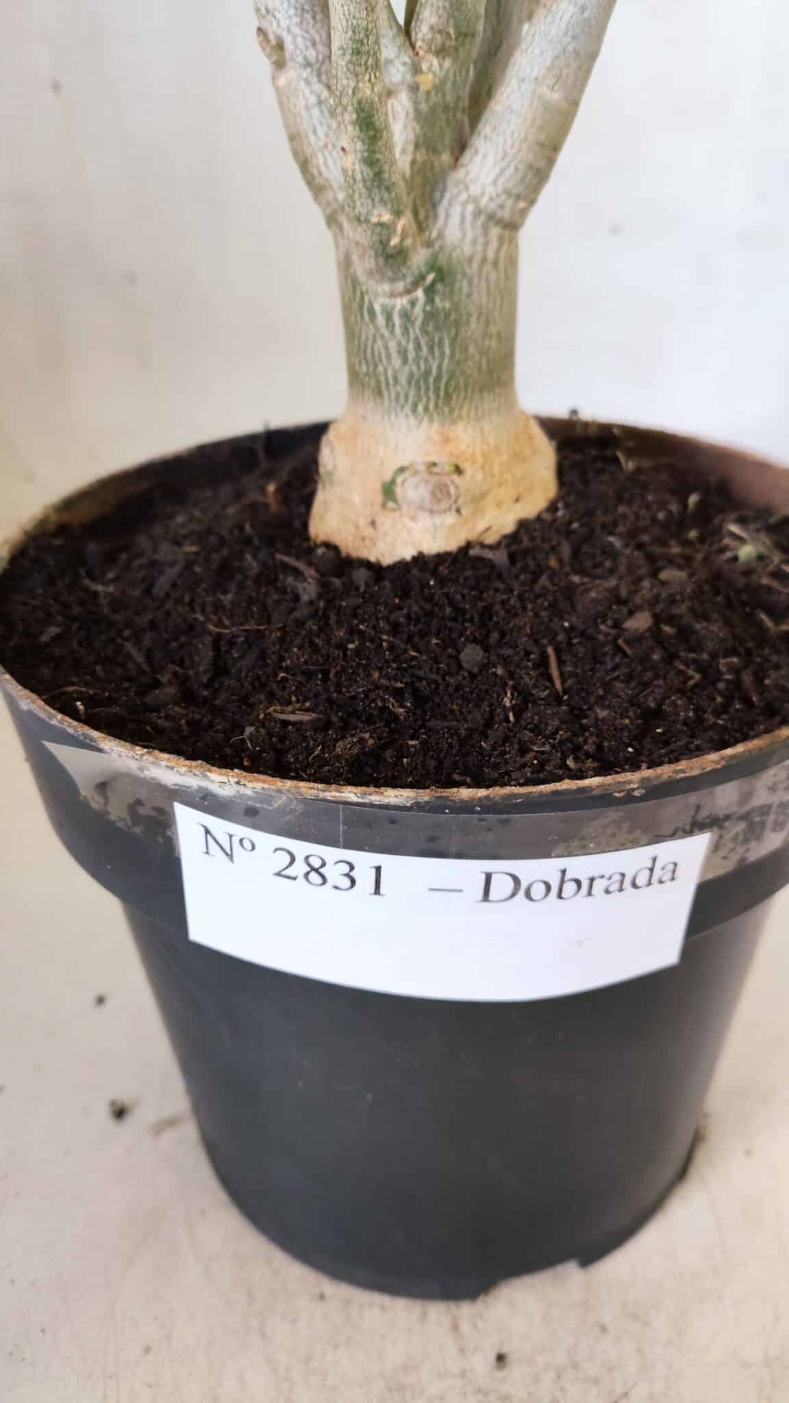 Planta Dobrada 2831 – 40cm – 03 anos