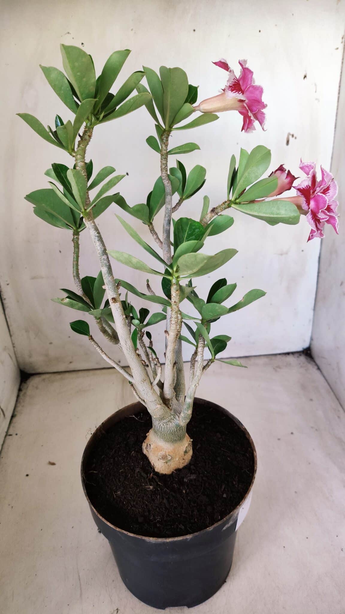 Planta Dobrada 2831 – 40cm – 03 anos