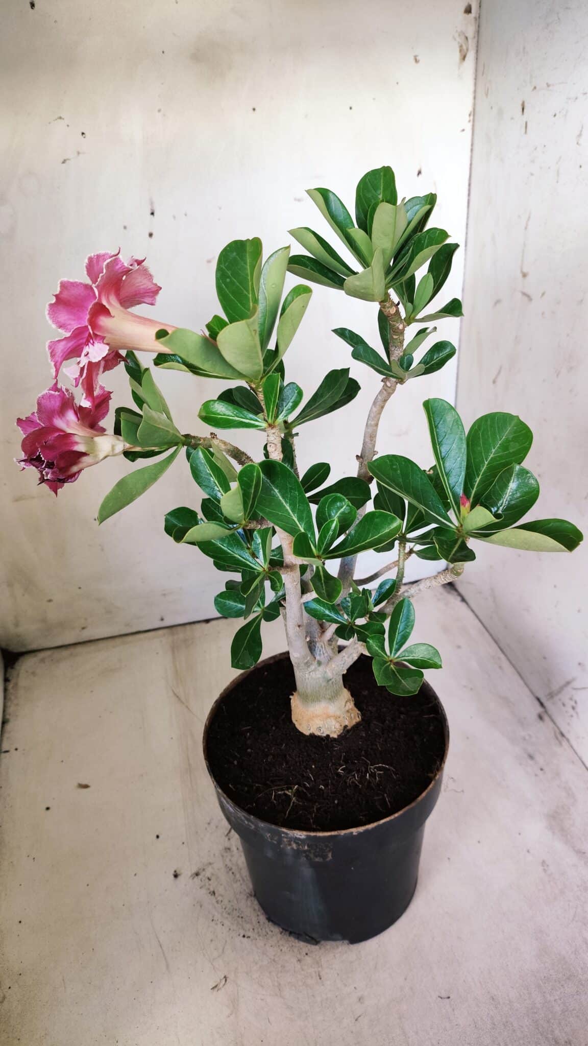 Planta Dobrada 2831 – 40cm – 03 anos