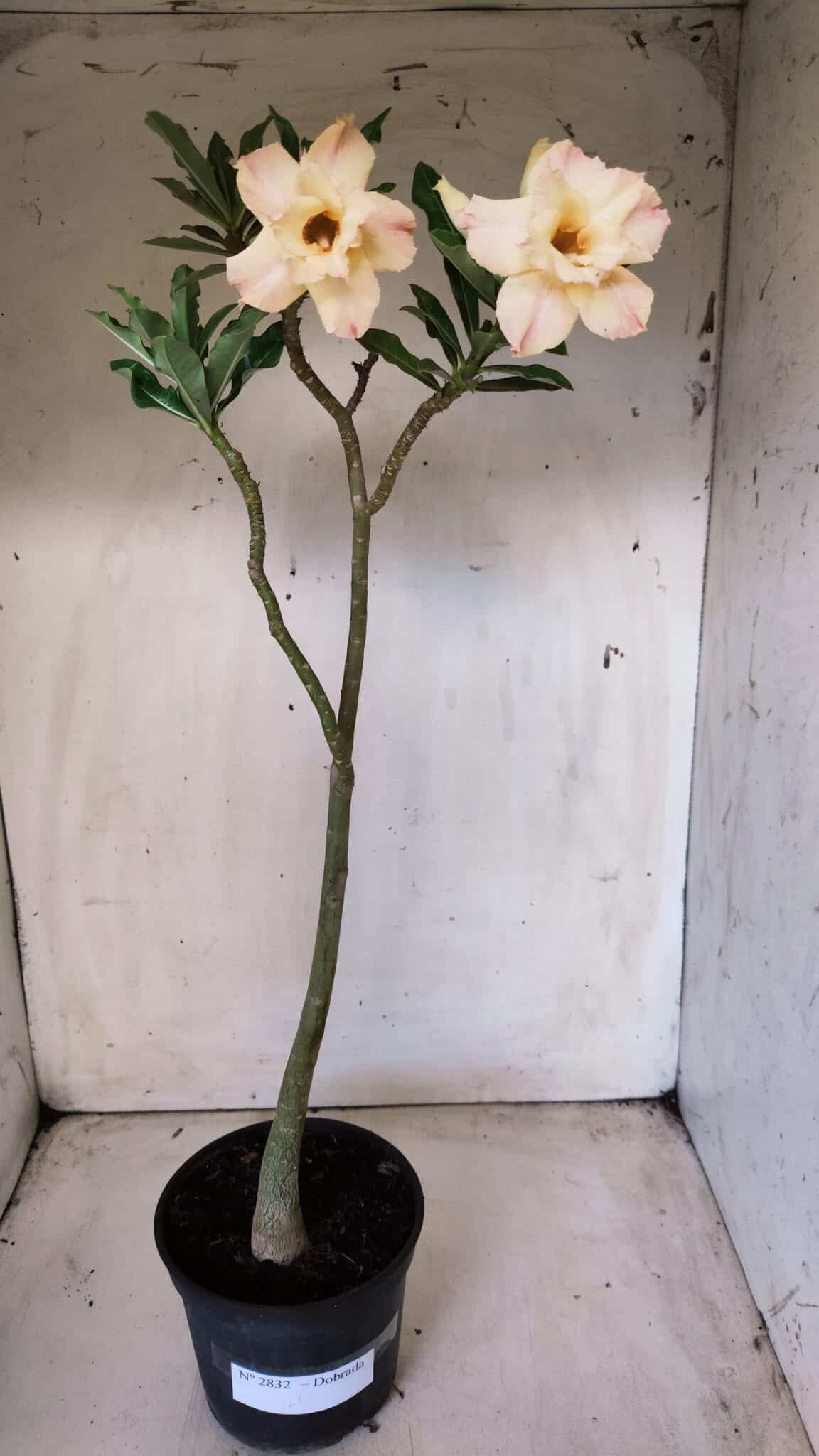 Planta Dobrada 2832 – 30cm – 02 anos