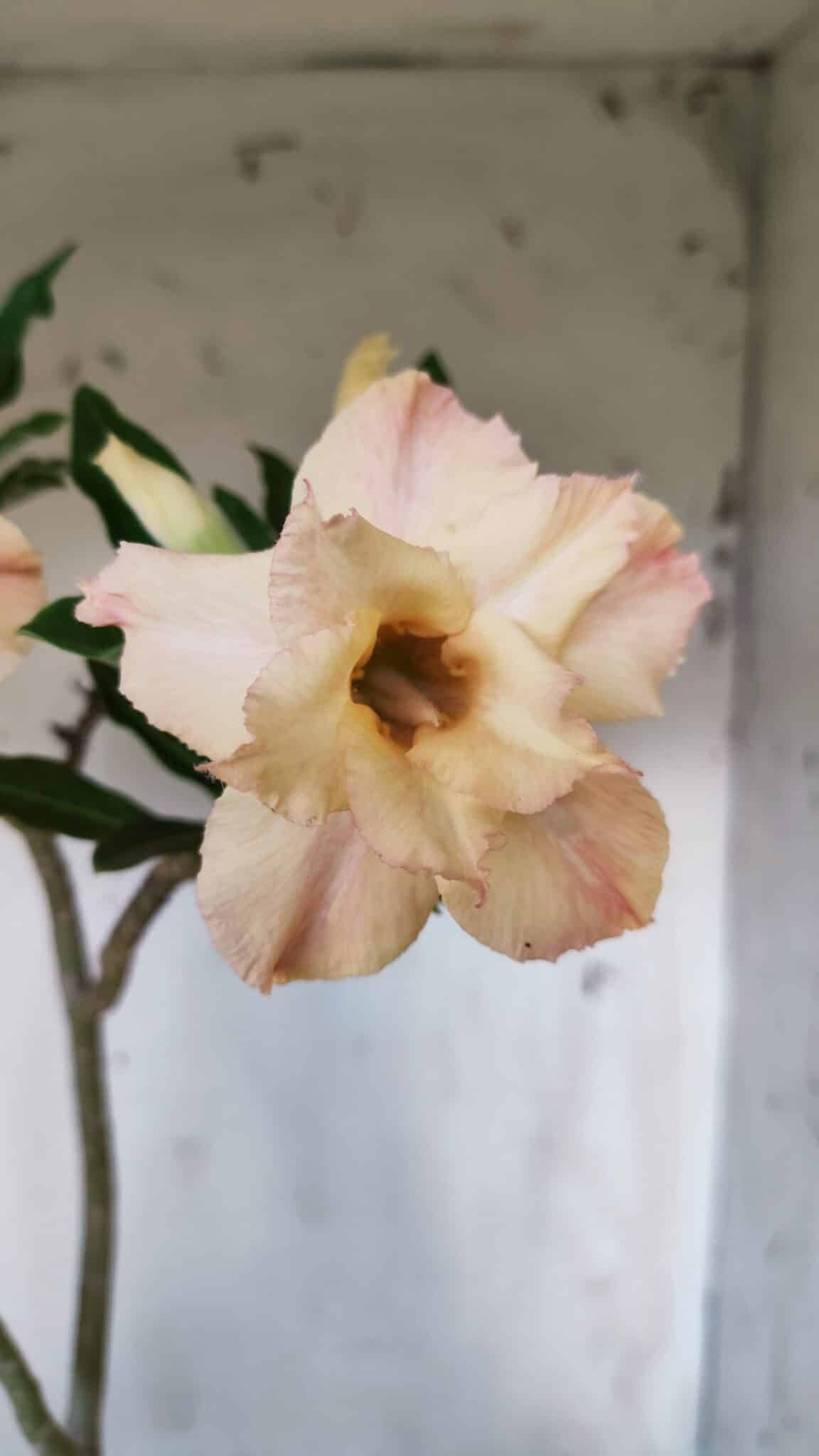 Planta Dobrada 2832 – 30cm – 02 anos