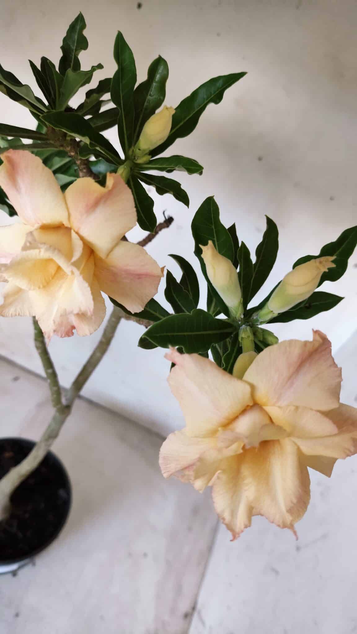 Planta Dobrada 2832 – 30cm – 02 anos