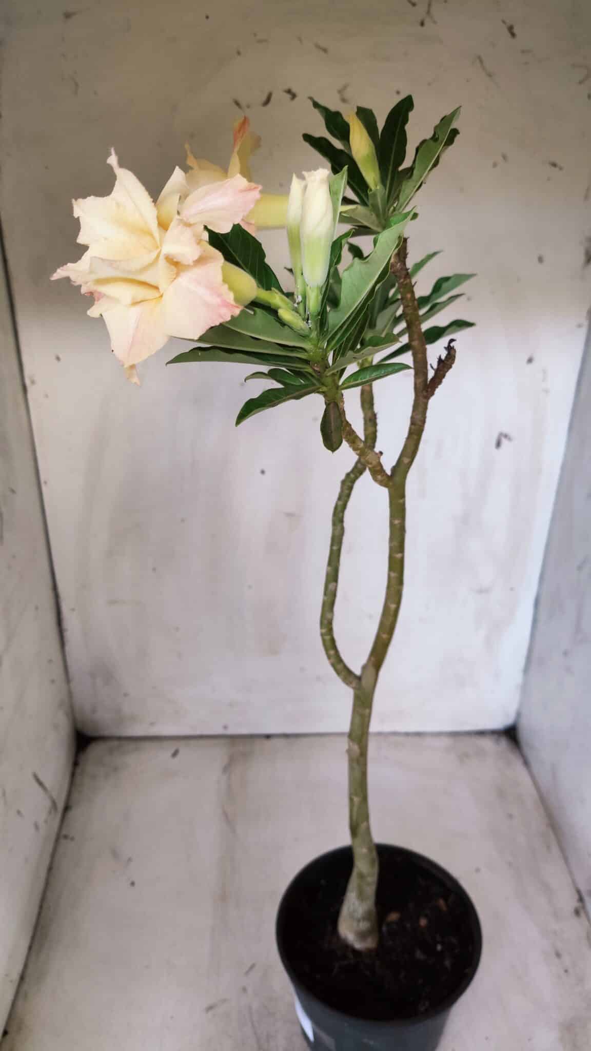 Planta Dobrada 2832 – 30cm – 02 anos