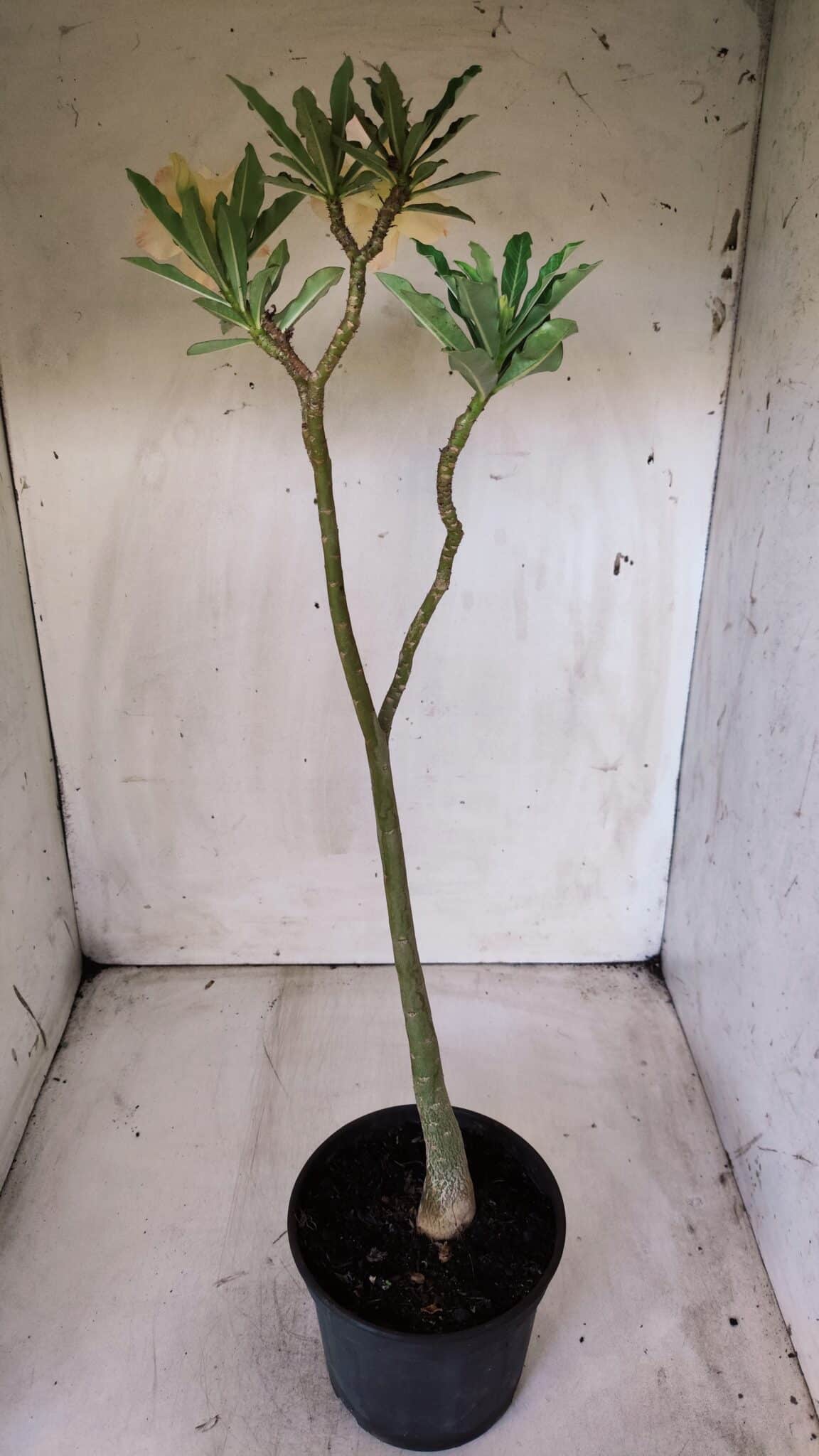 Planta Dobrada 2832 – 30cm – 02 anos