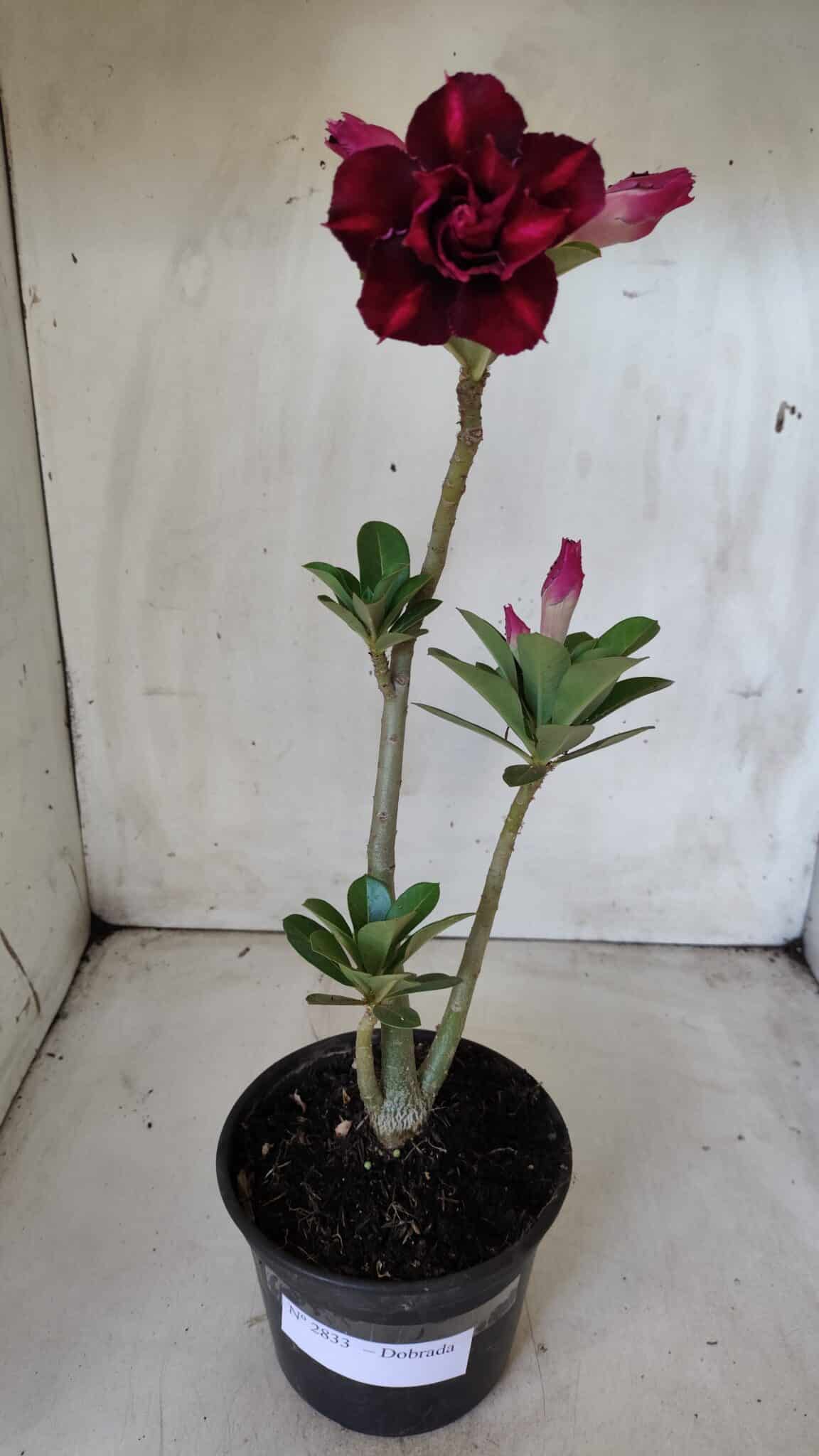 Planta Dobrada 2833 – 30cm – 02 anos