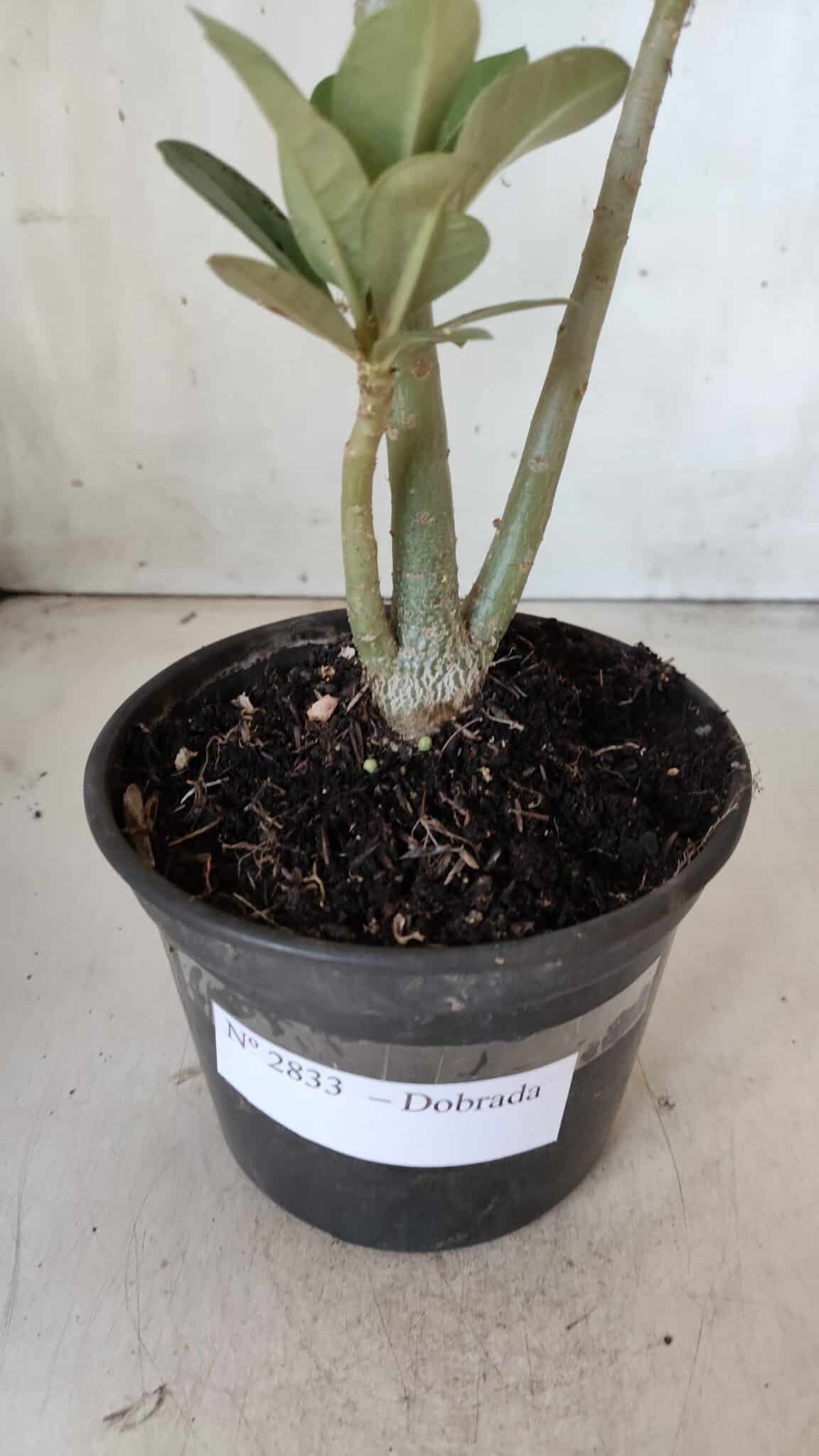 Planta Dobrada 2833 – 30cm – 02 anos
