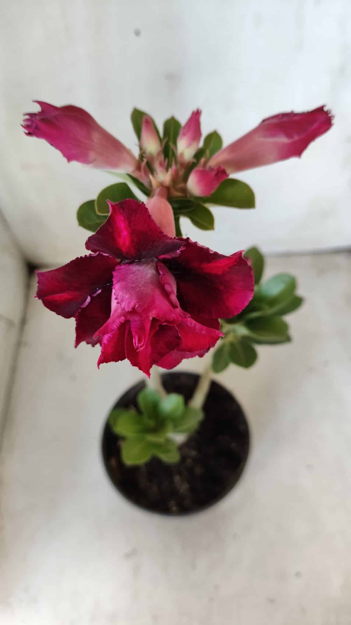 Planta Dobrada 2833 – 30cm – 02 anos