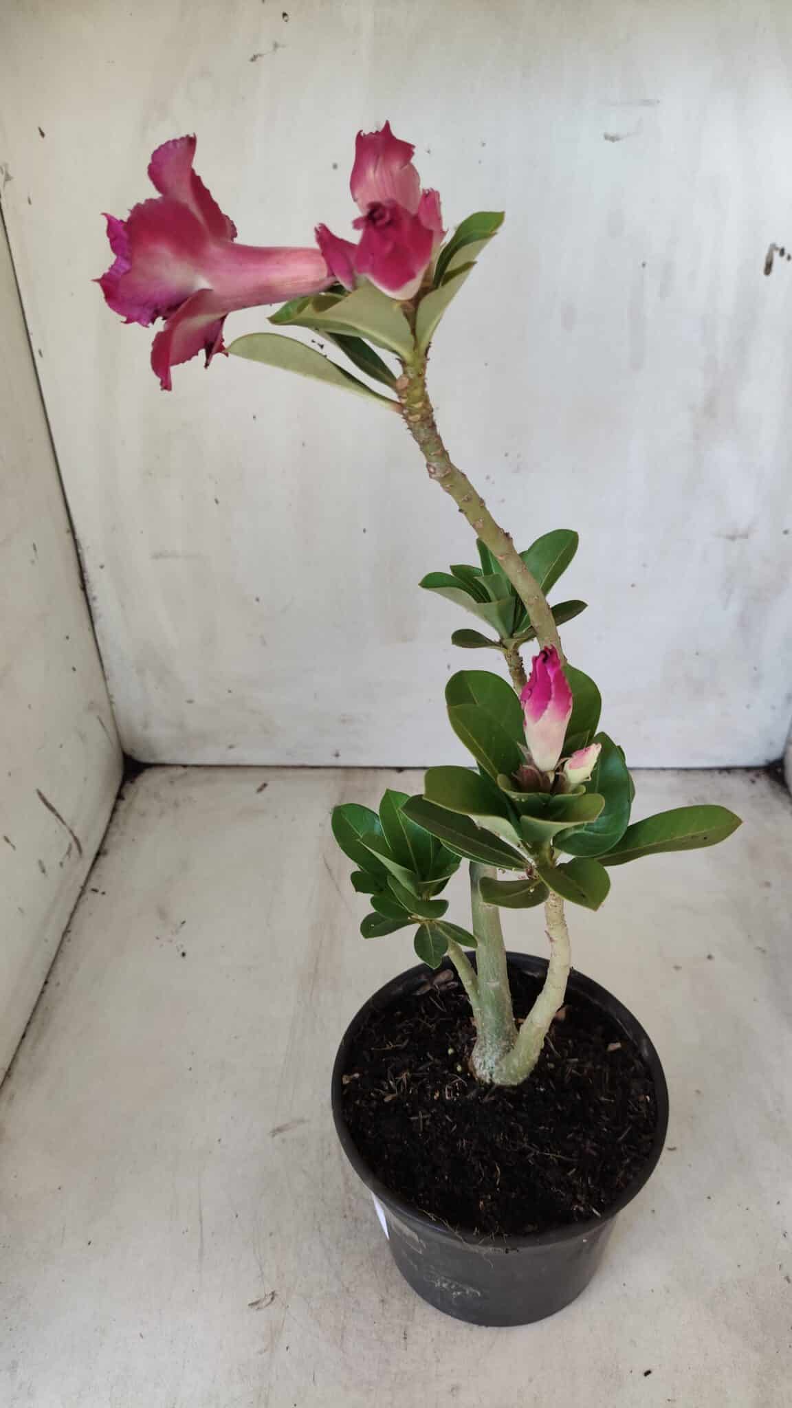 Planta Dobrada 2833 – 30cm – 02 anos
