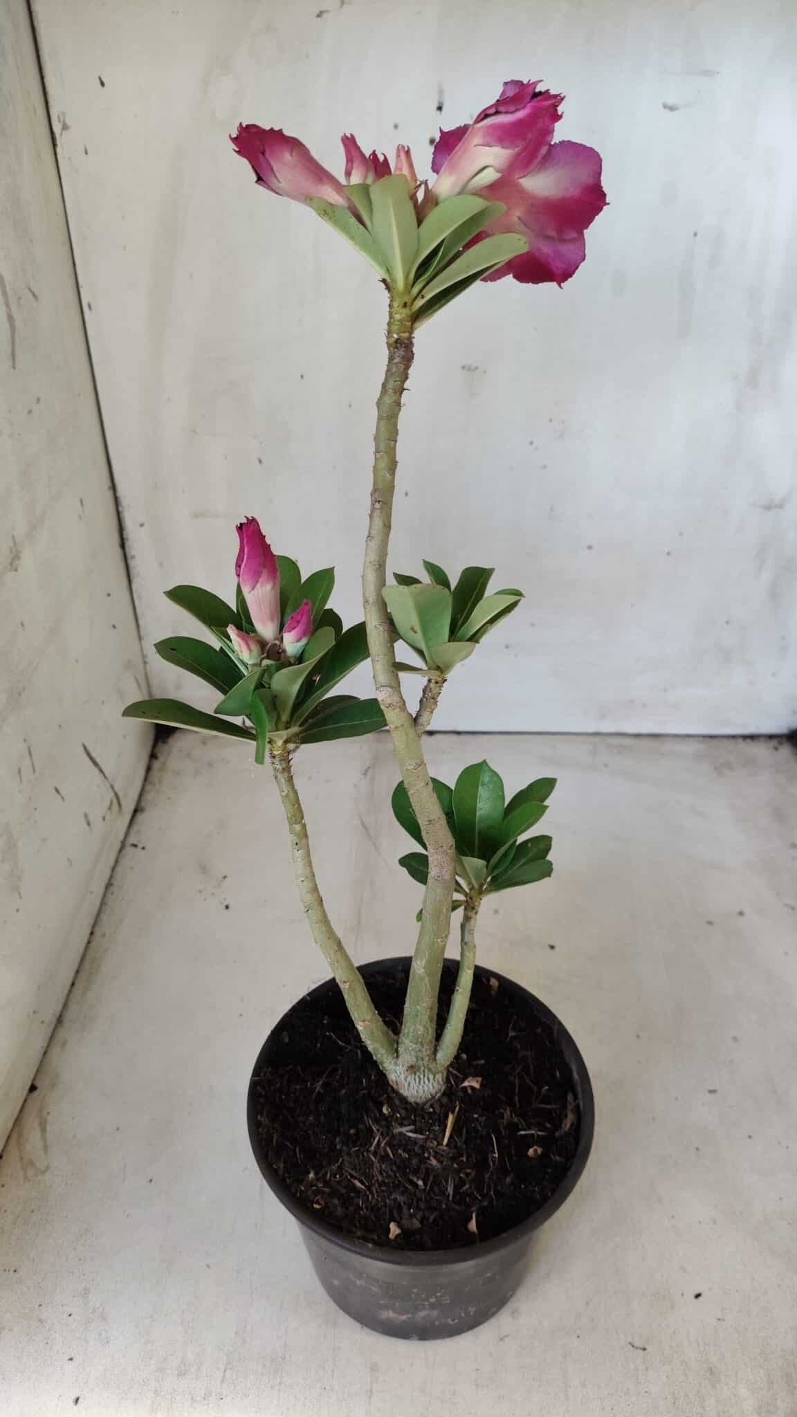 Planta Dobrada 2833 – 30cm – 02 anos