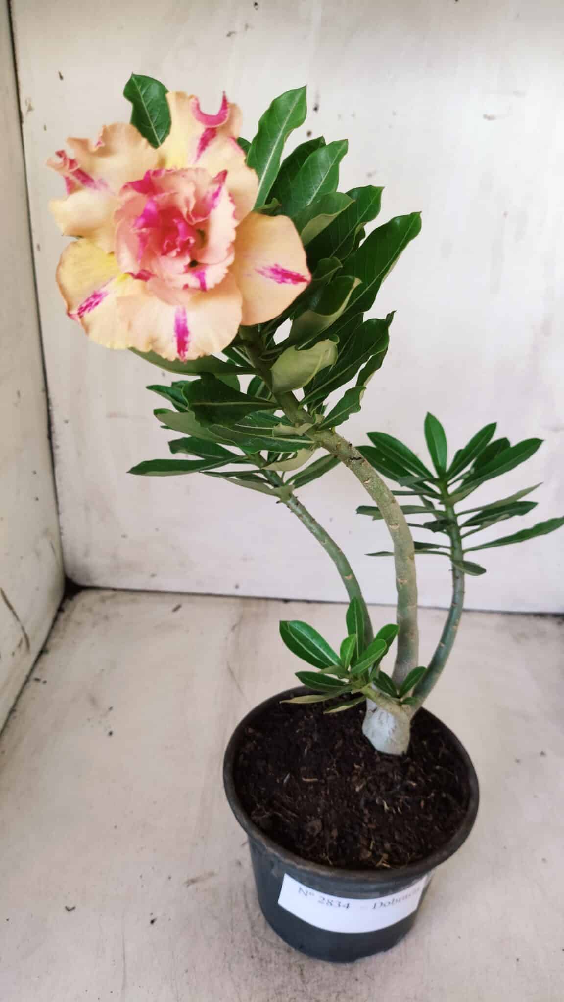 Planta Dobrada 2834 – 30cm – 02 anos