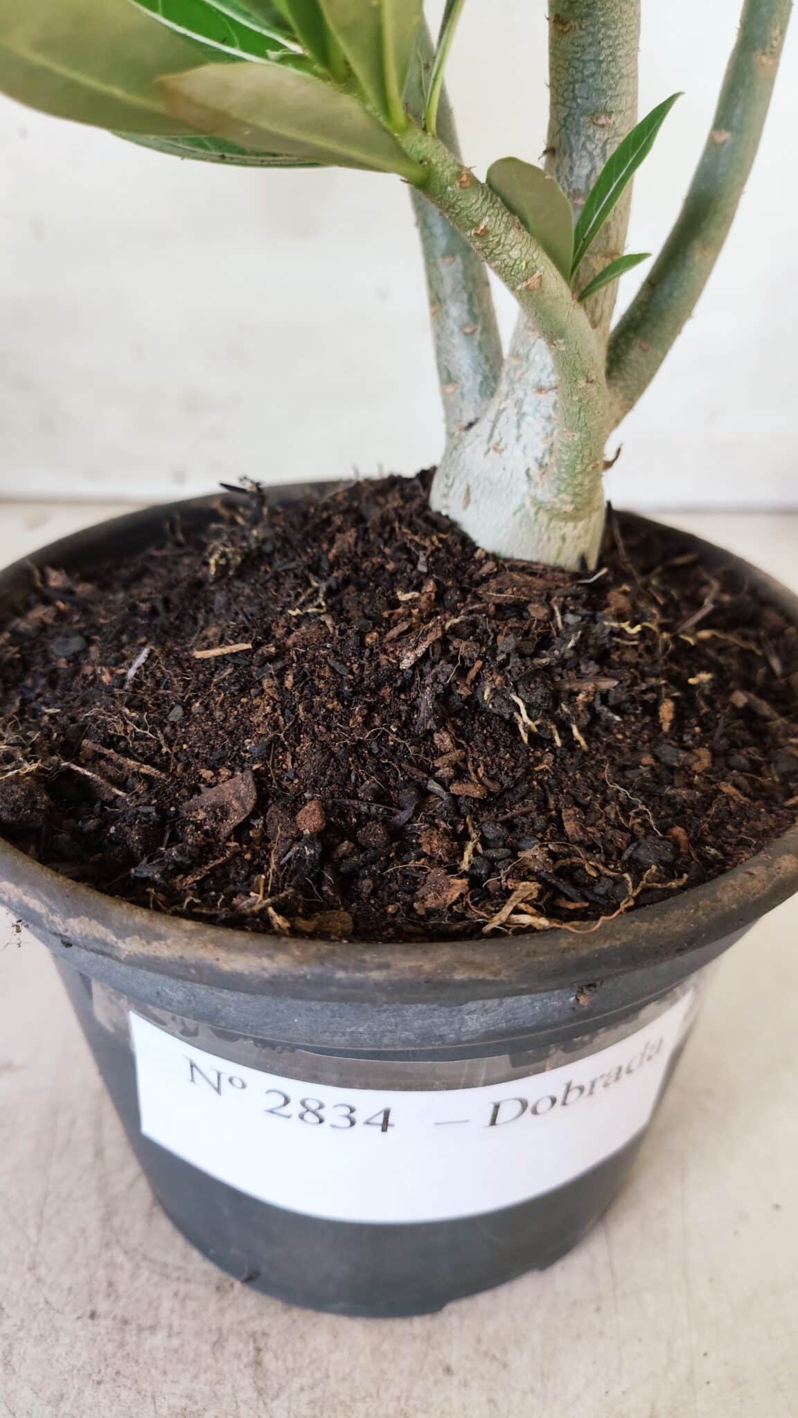 Planta Dobrada 2834 – 30cm – 02 anos