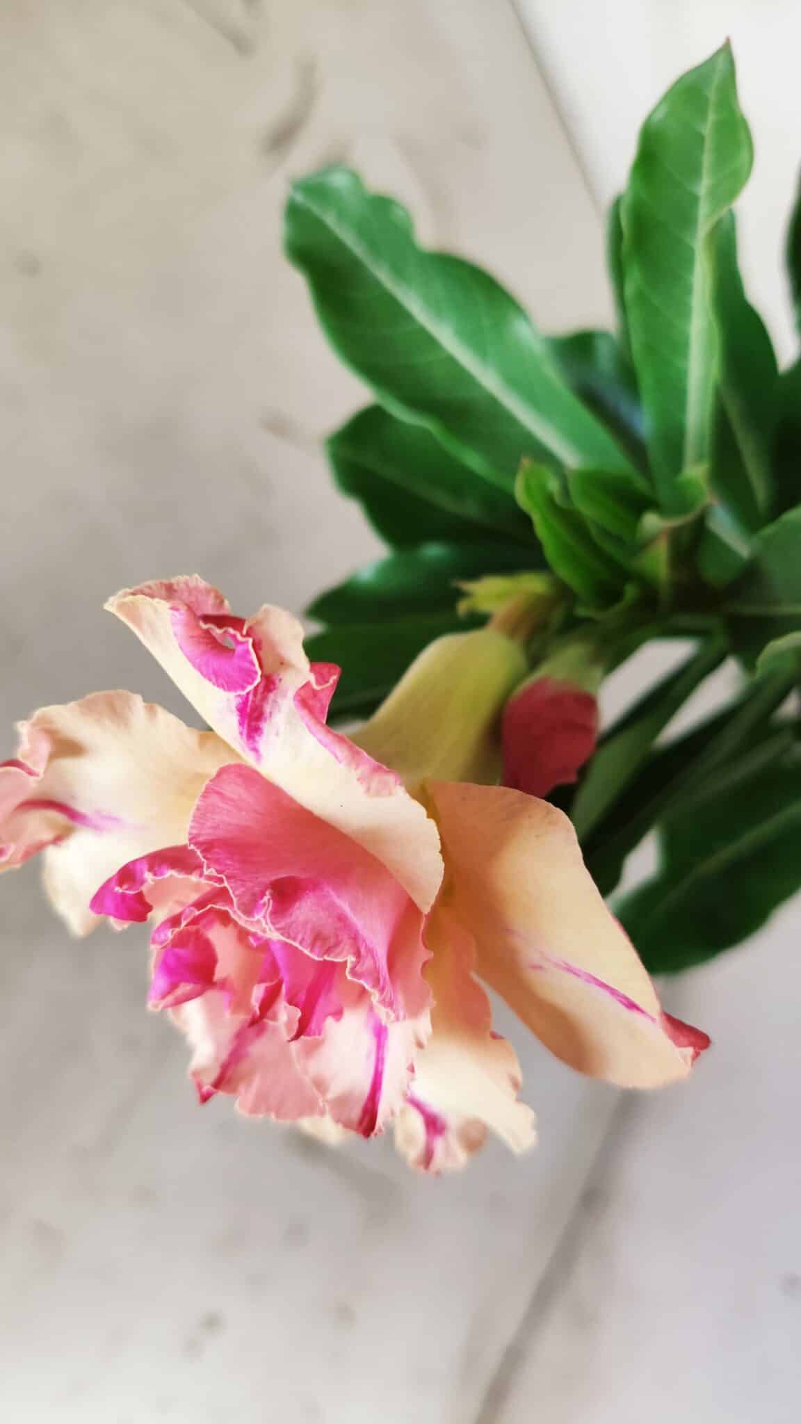 Planta Dobrada 2834 – 30cm – 02 anos