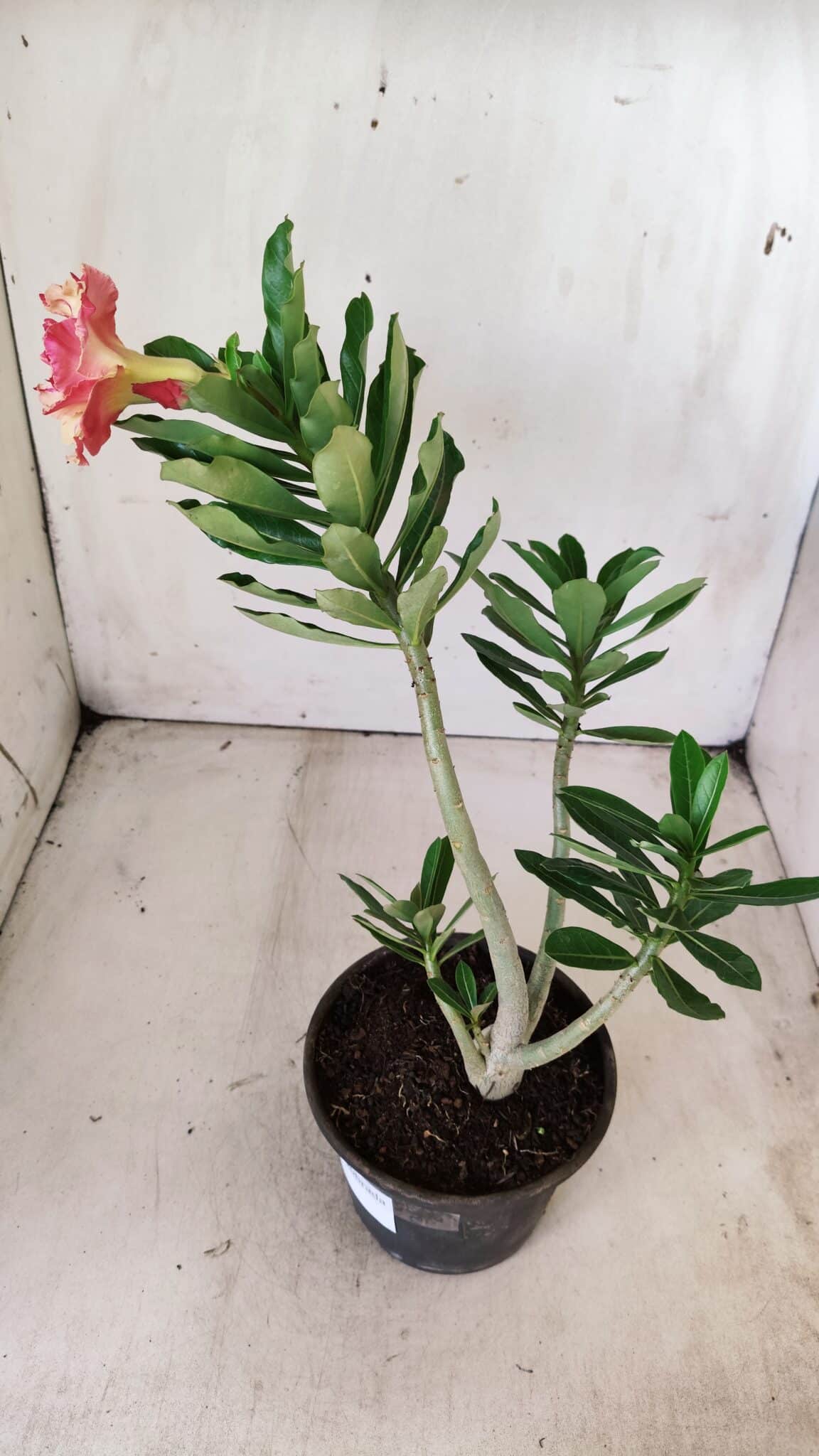 Planta Dobrada 2834 – 30cm – 02 anos