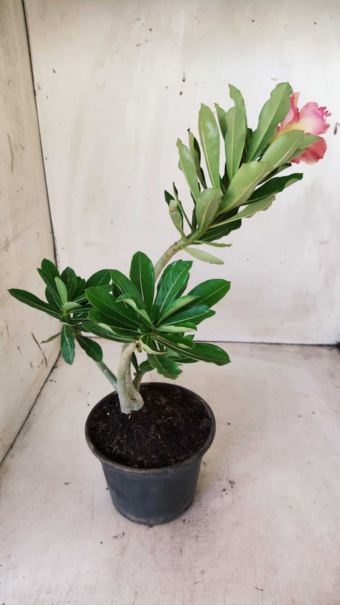 Planta Dobrada 2834 – 30cm – 02 anos